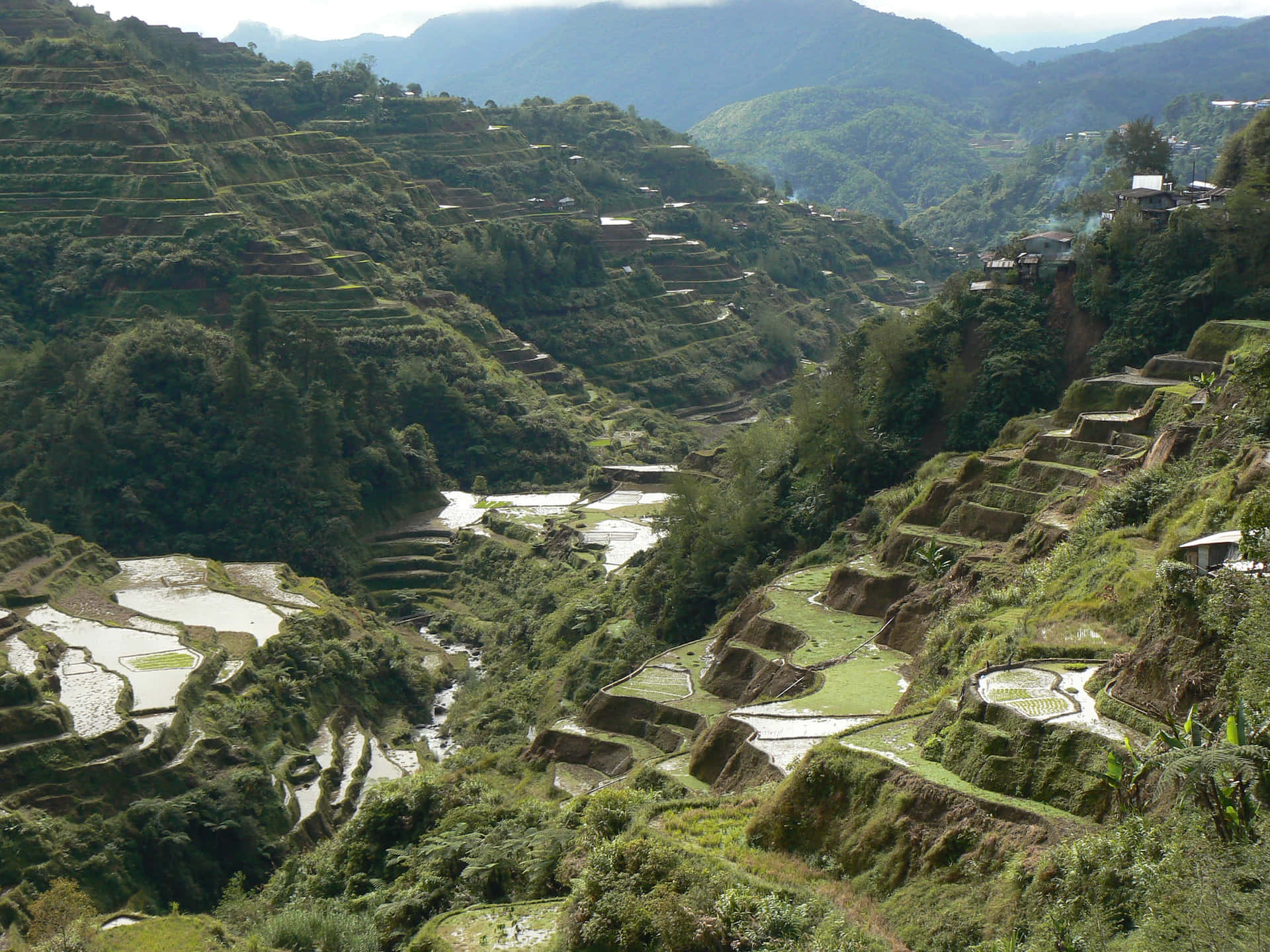 Man Made Banaue Rice Terraces In Philippines