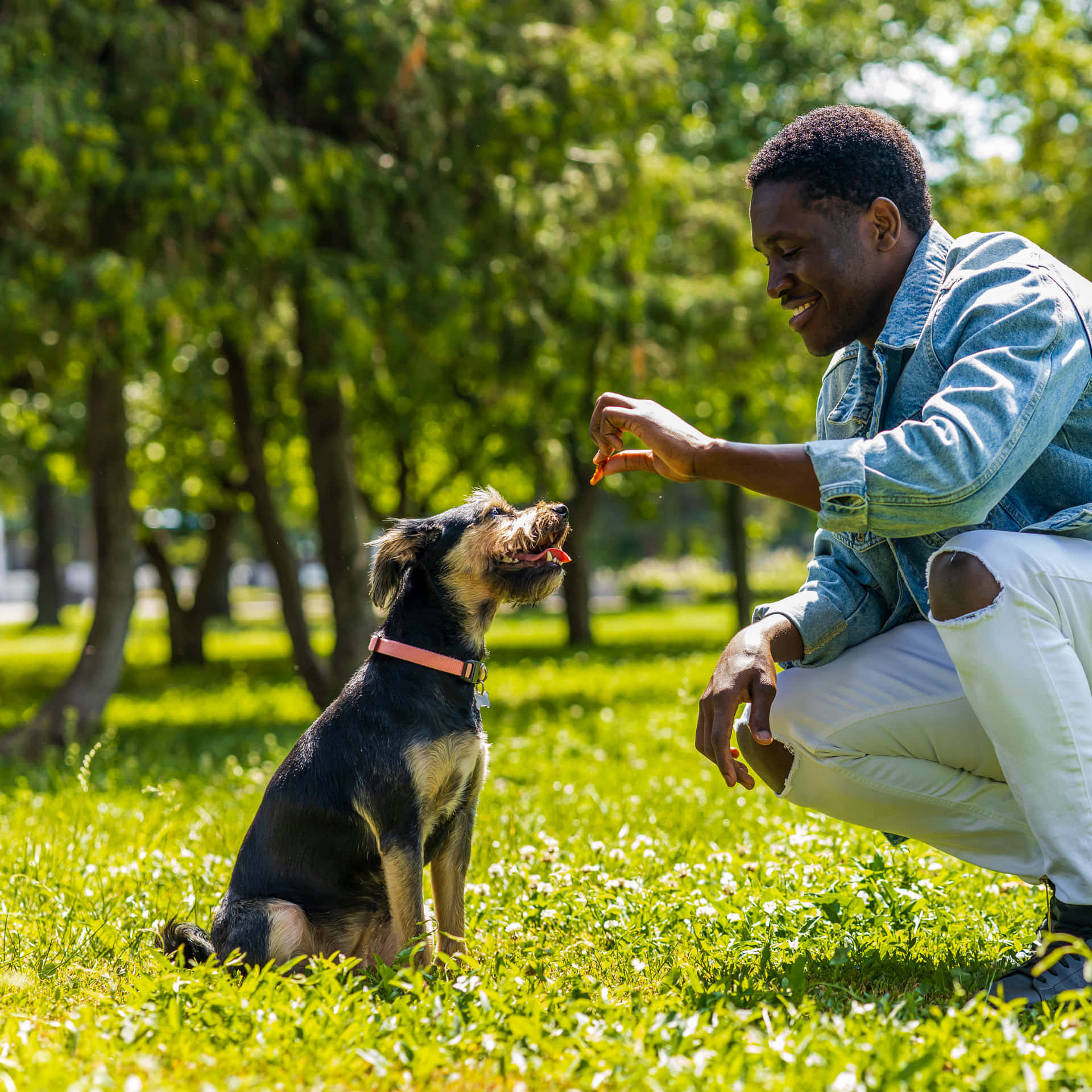 Man_ Training_ Dog_ With_ Treat_ Outdoors.jpg Background