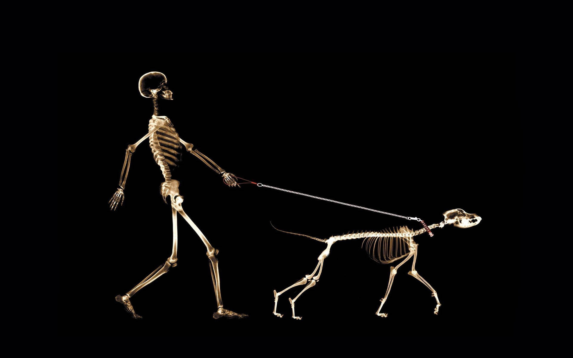 Man Walking With Skeleton Dog Against A Scenic Horizon