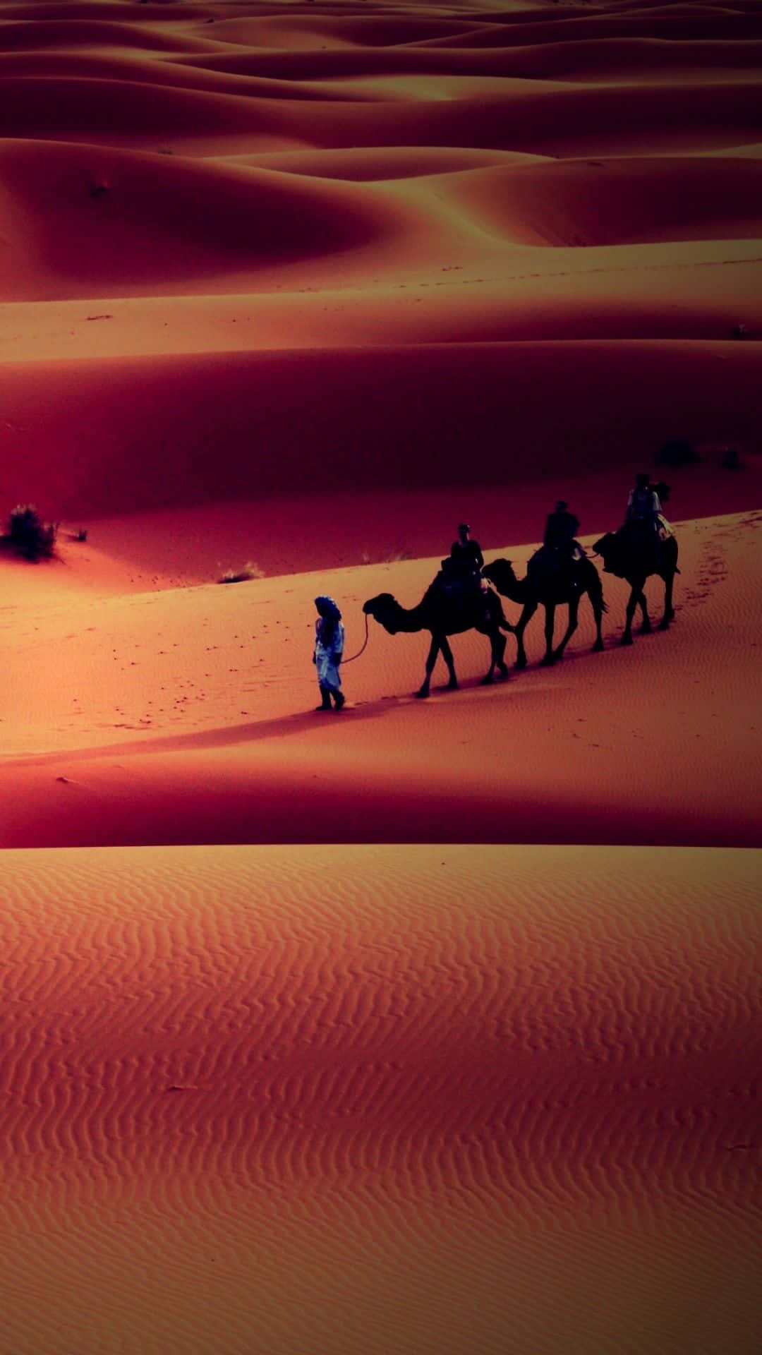 Man With Camels In A Desert Iphone Background