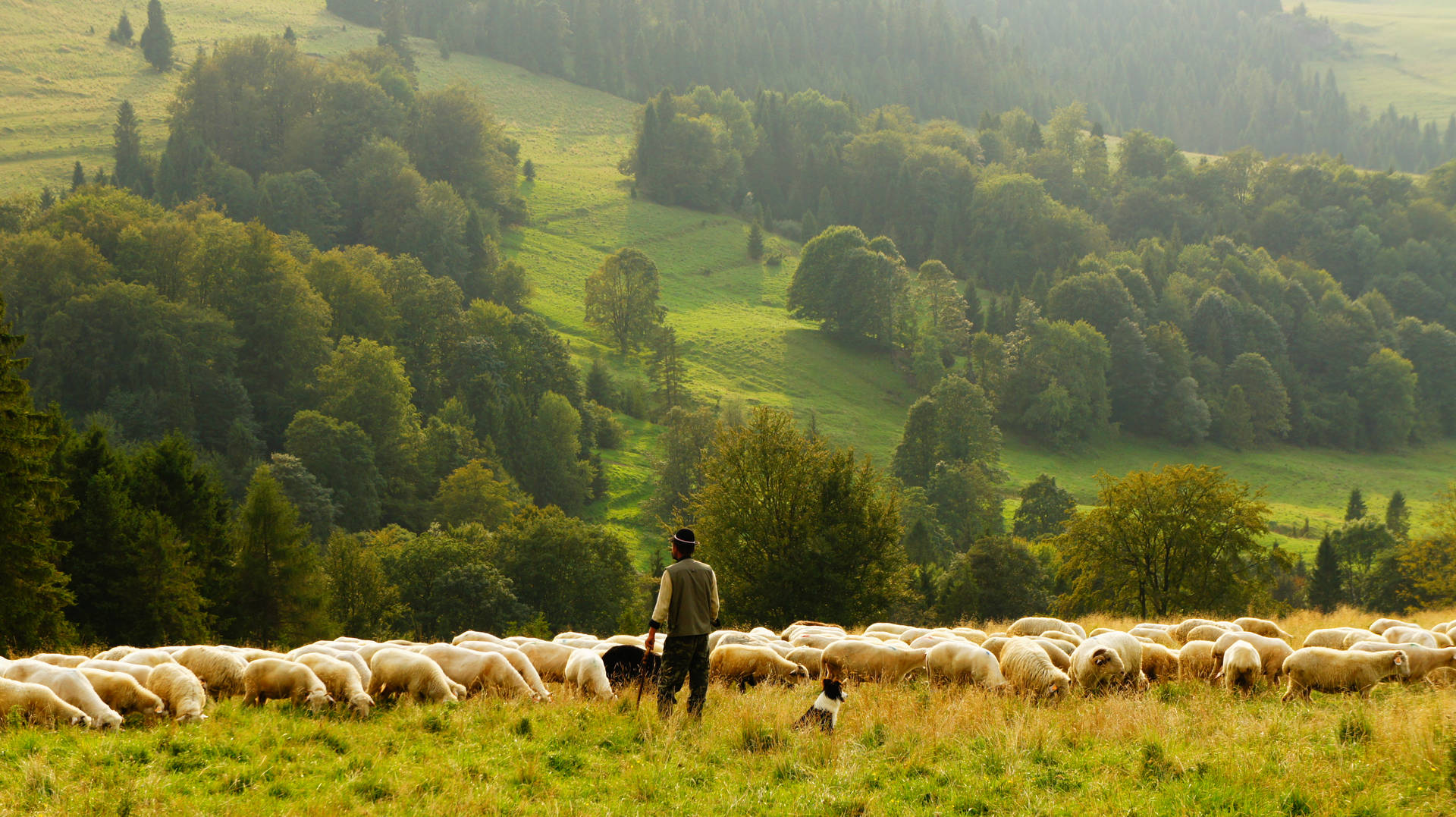 Man With Group Of Sheep Background