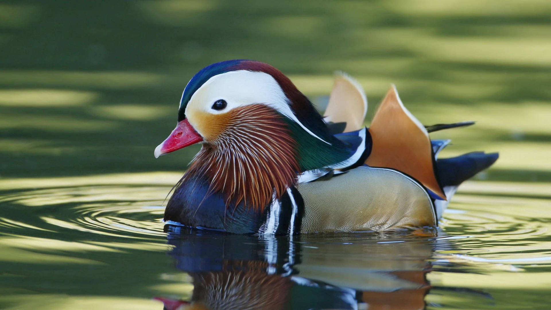 Mandarin Duck In Water Background
