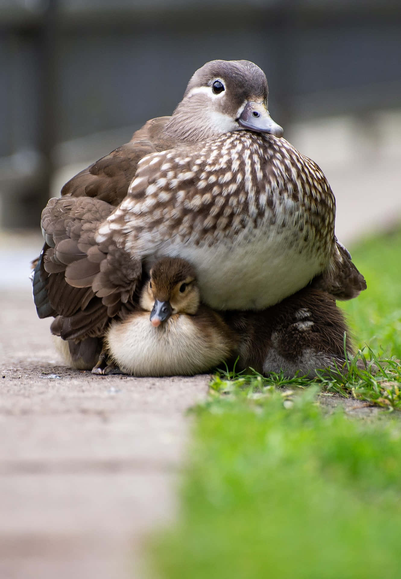 Mandarin Duck Mother Bird Background