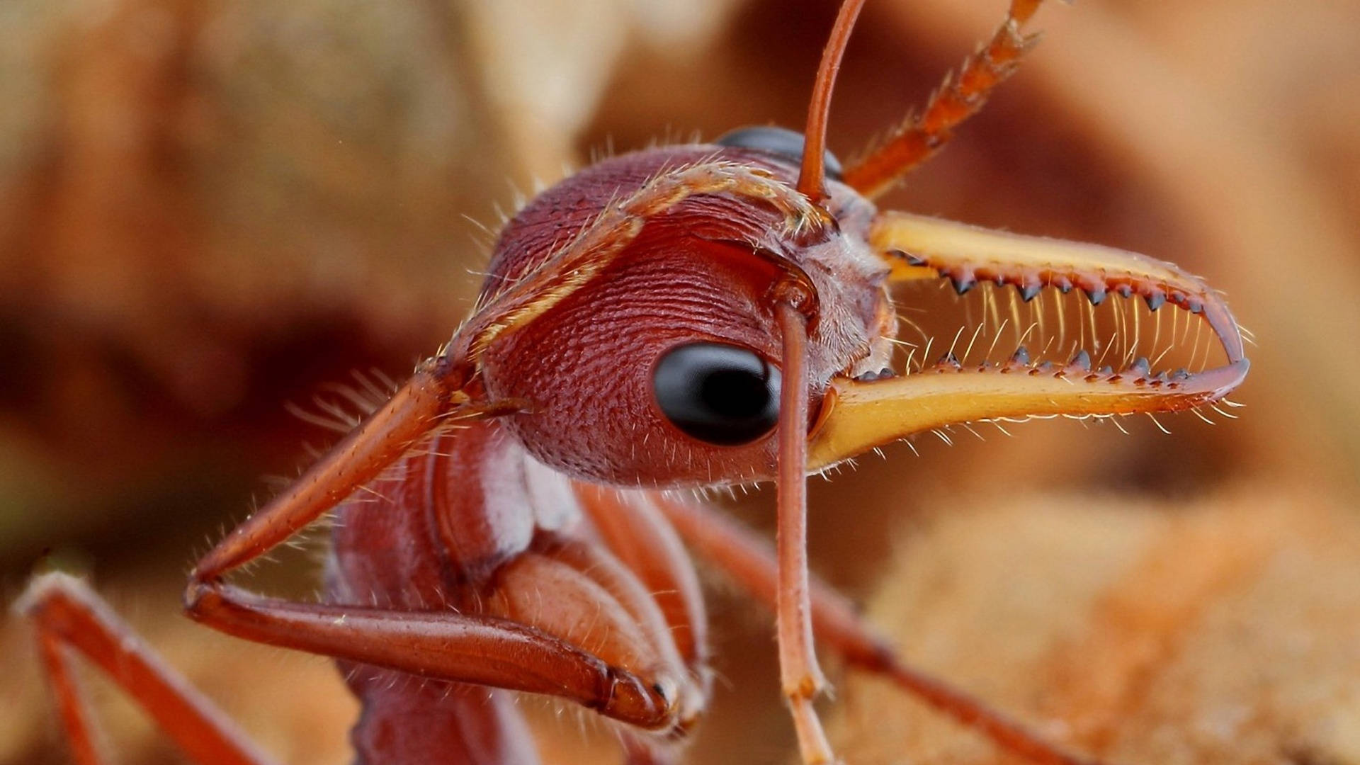 Mandible Ant Background