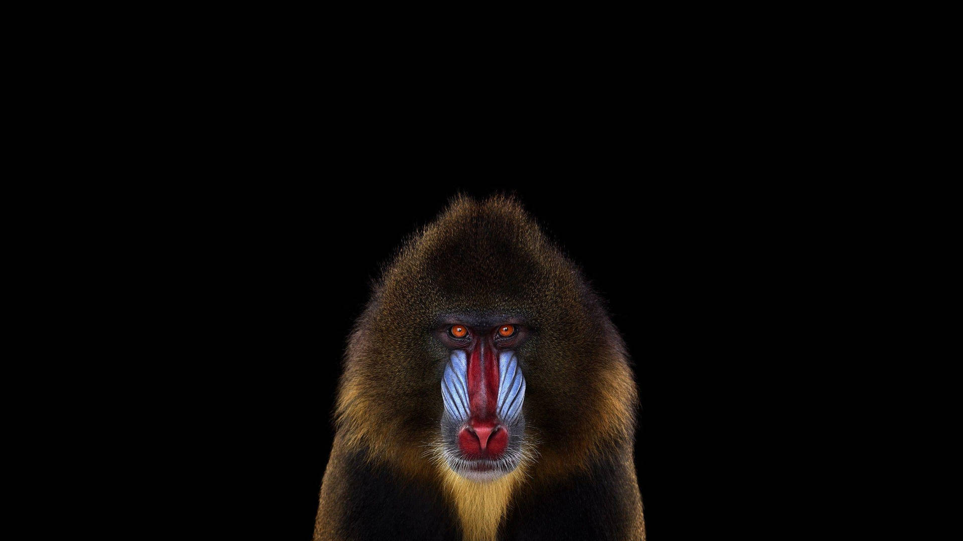 Mandrill Monkey Illustration Background