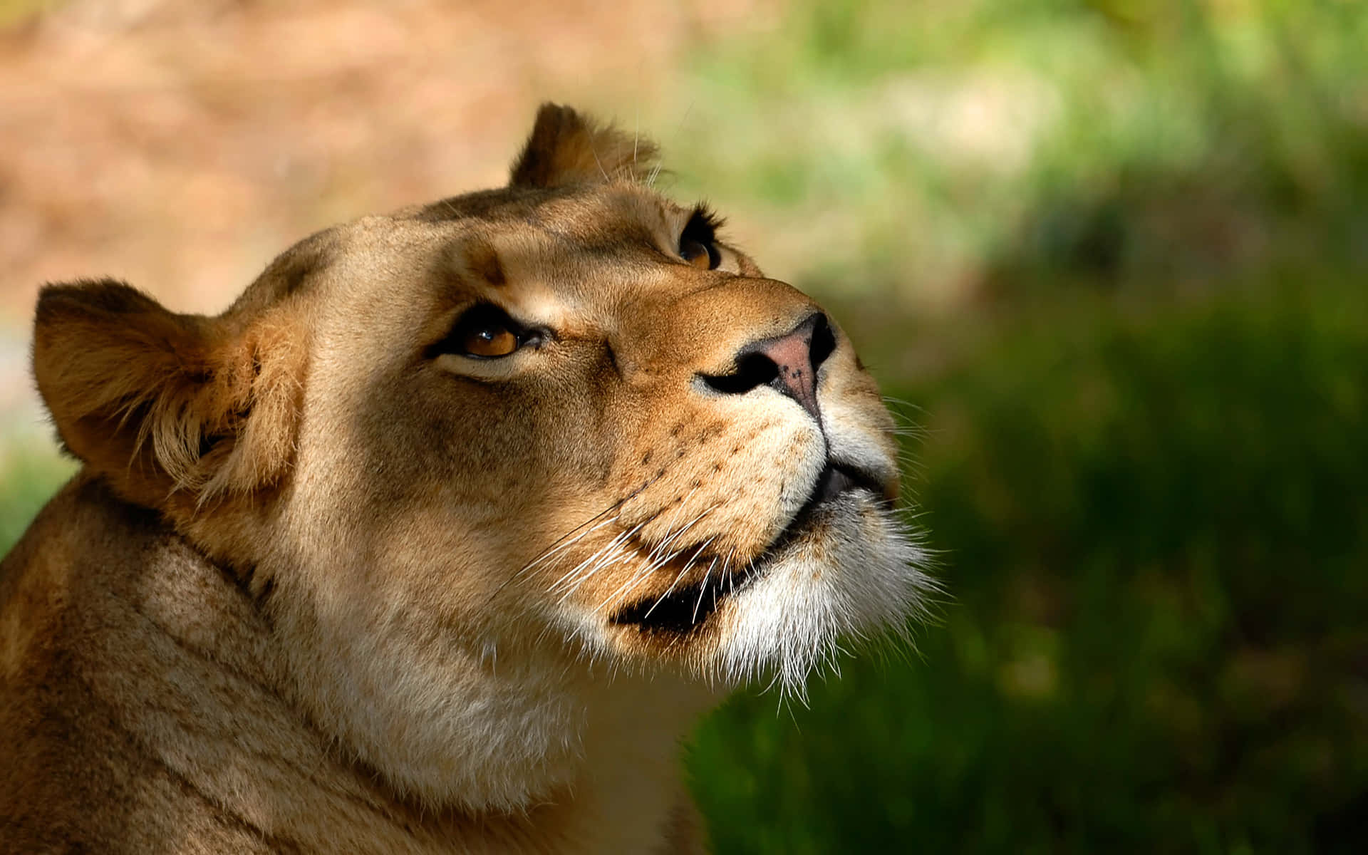 Maneless Lion Face