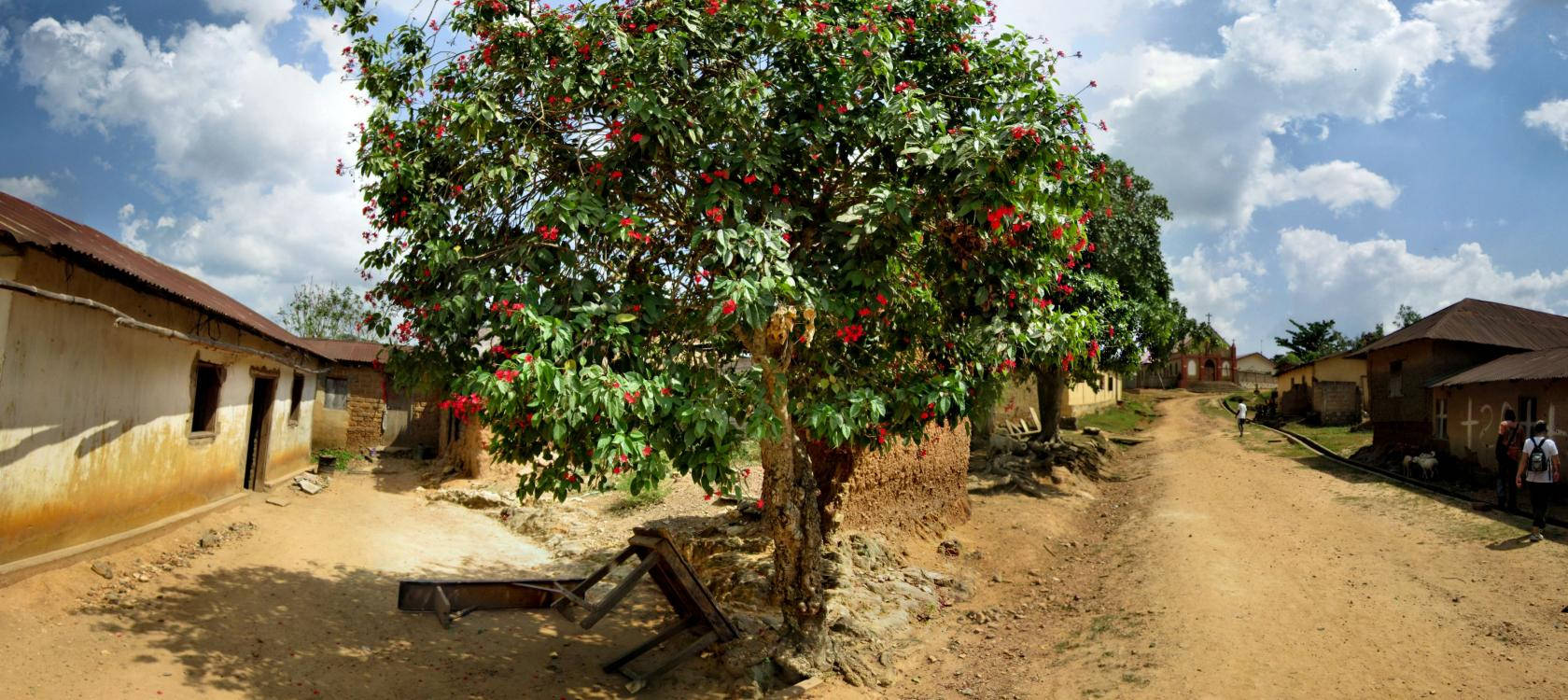 Mangifera Indica Togo Background