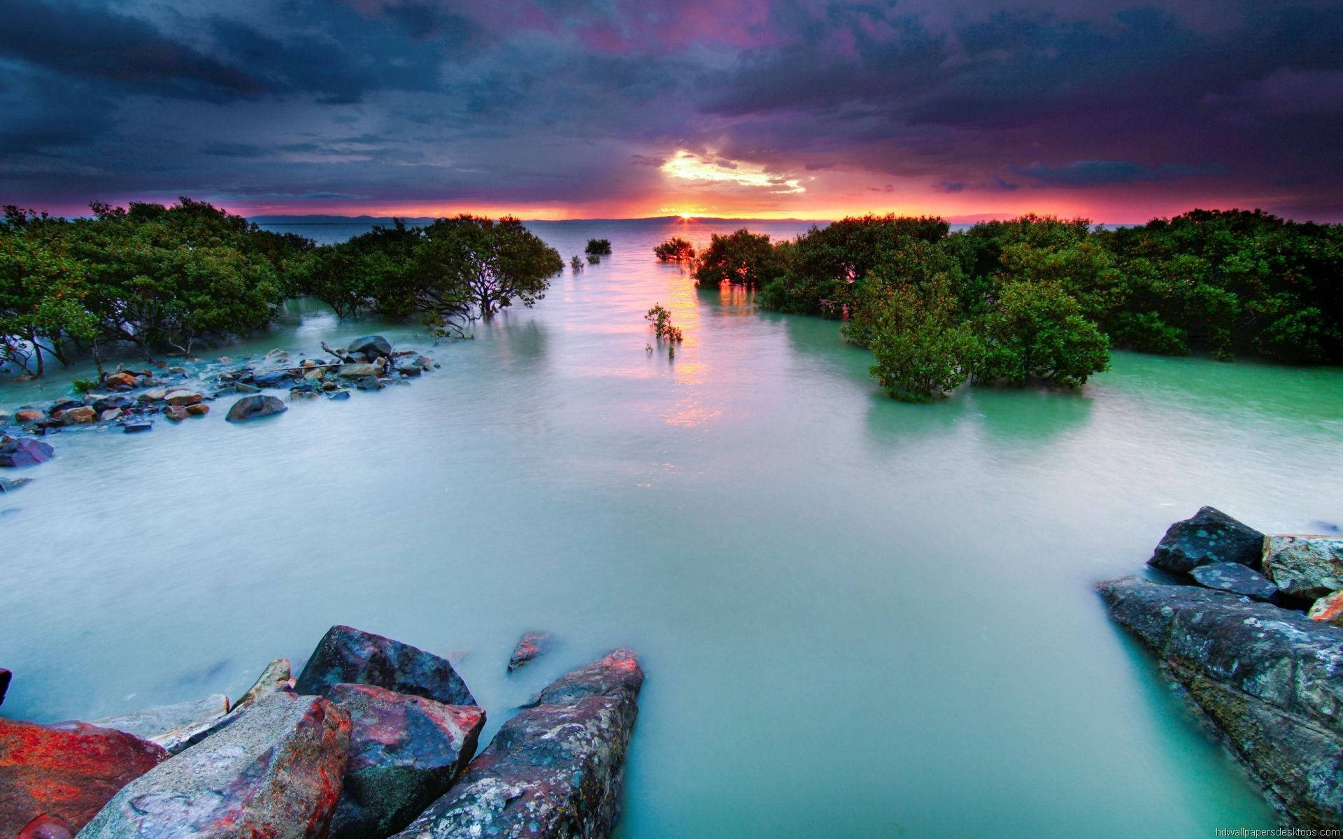 Mangrove Forest On Full Hd Computer Desktop Background