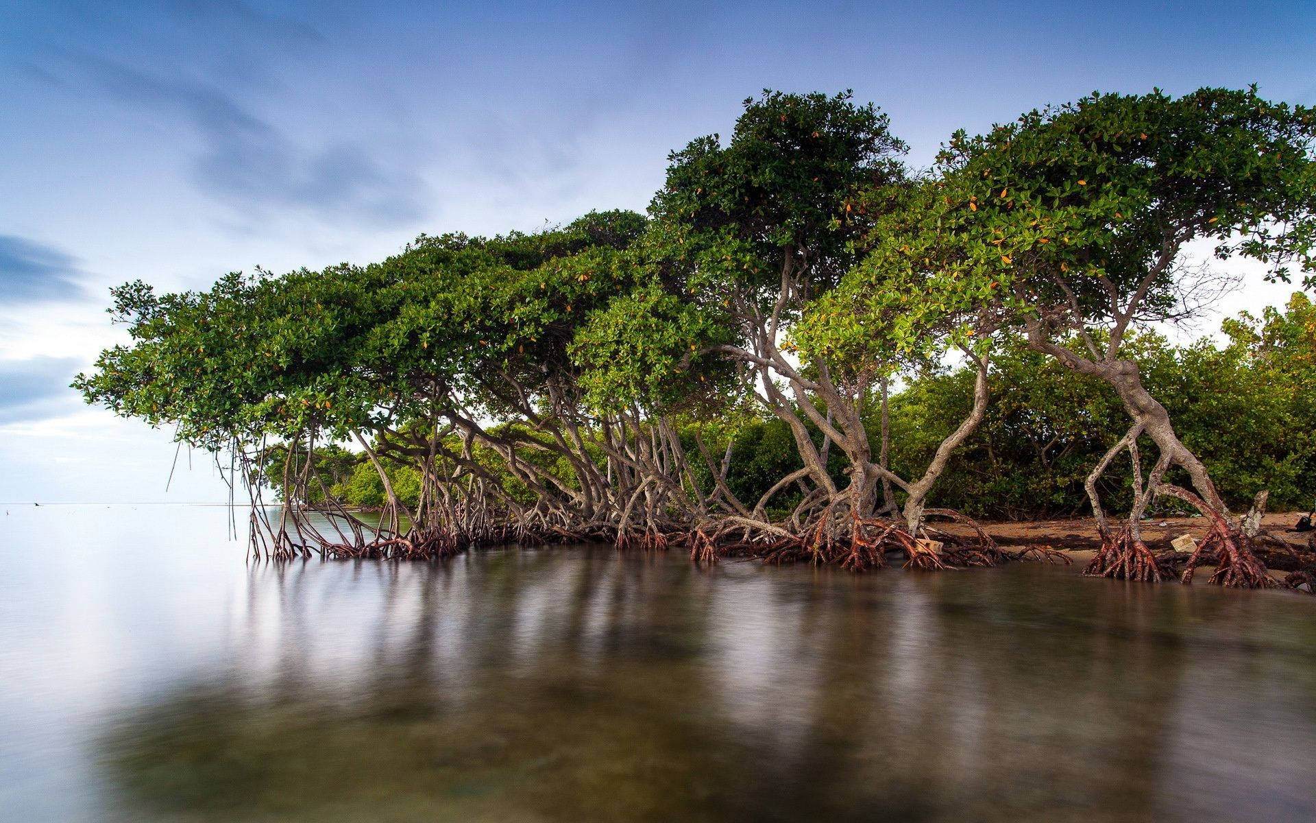 Mangroves On Tubalu Waters