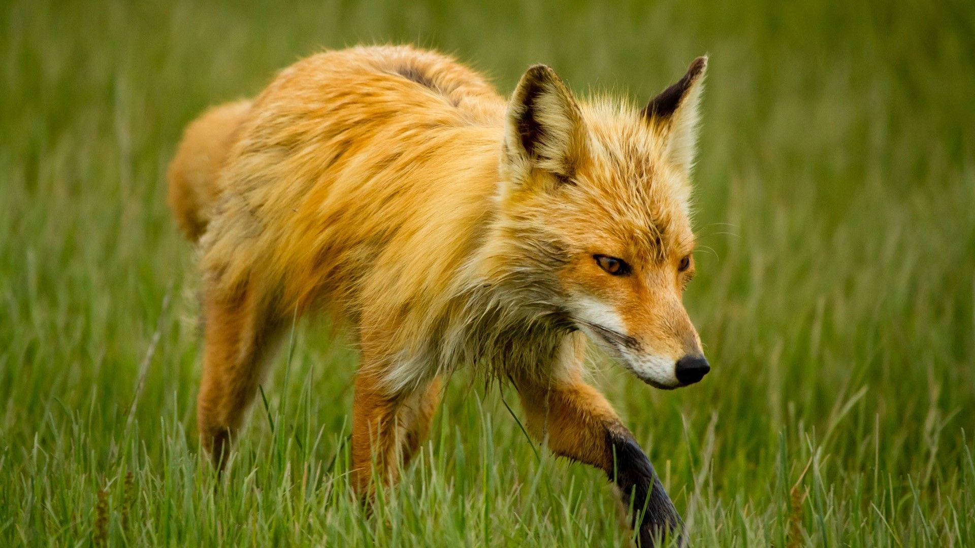 Mangy Fox On Green Grass Background
