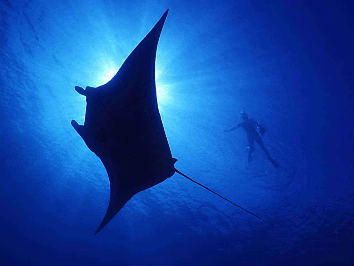 Manta Rayand Diver Silhouette Great Barrier Reef