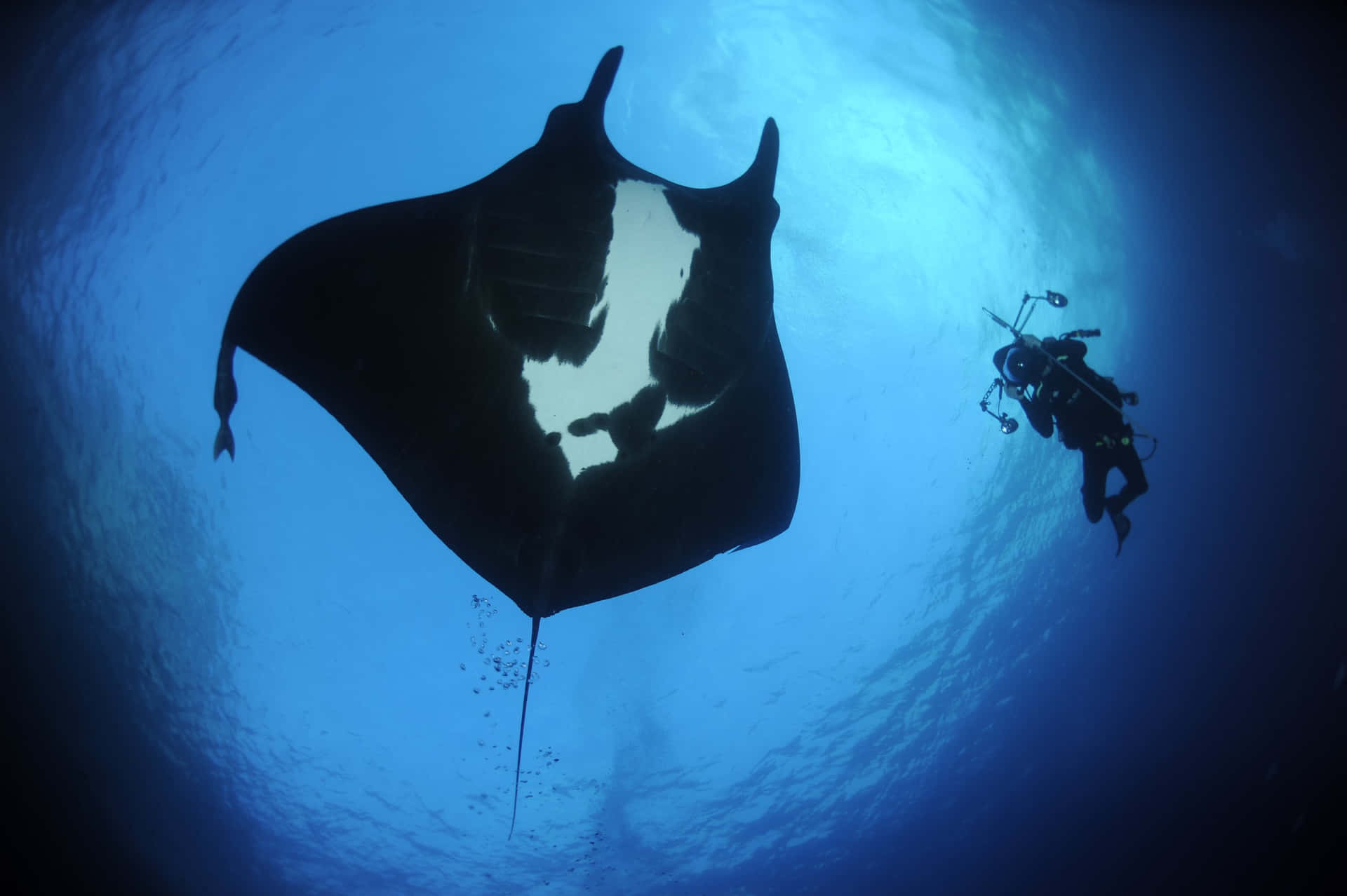 Manta Rayand Diver Silhouette