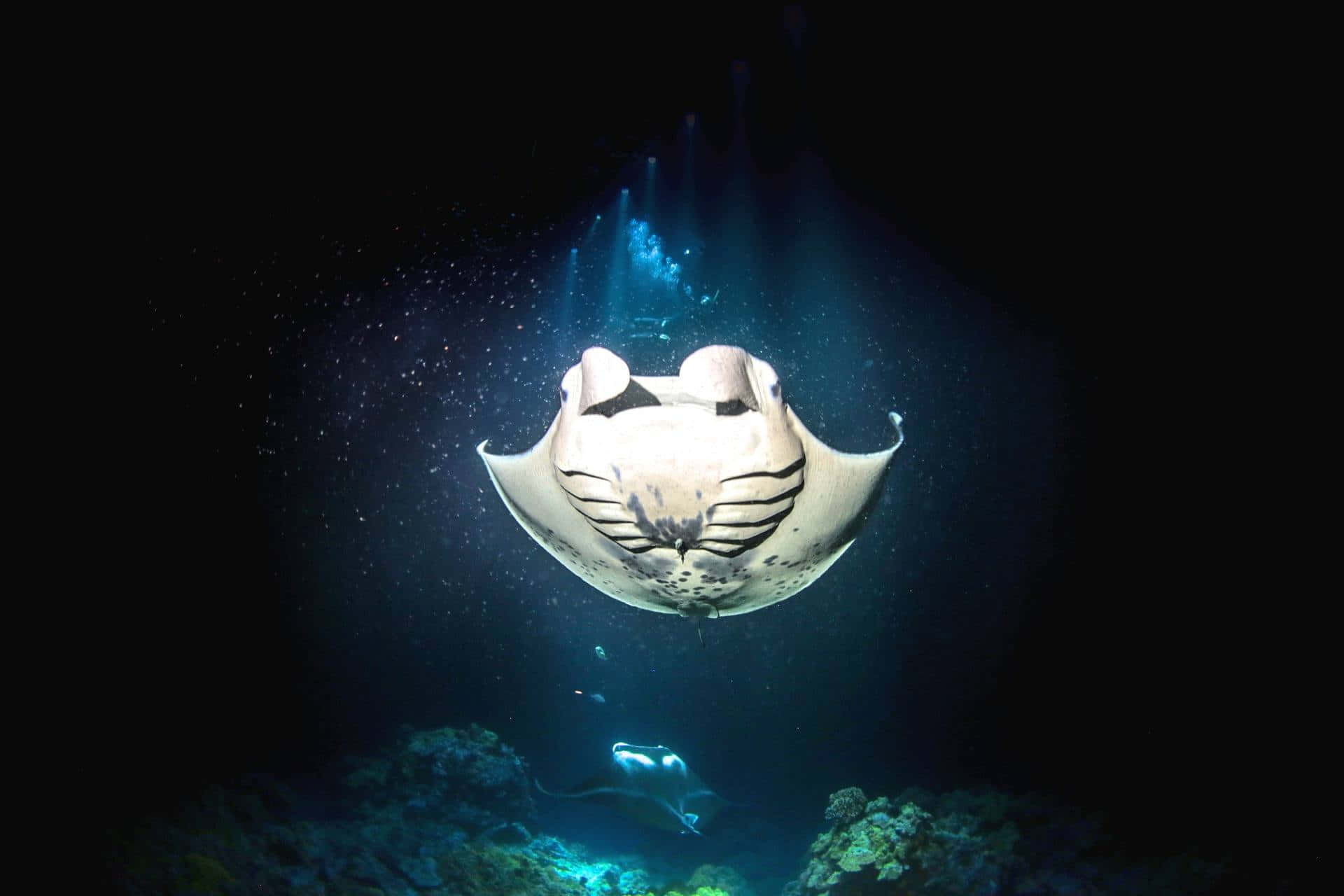 Manta Rays Gliding Beneath Azure Waves Background