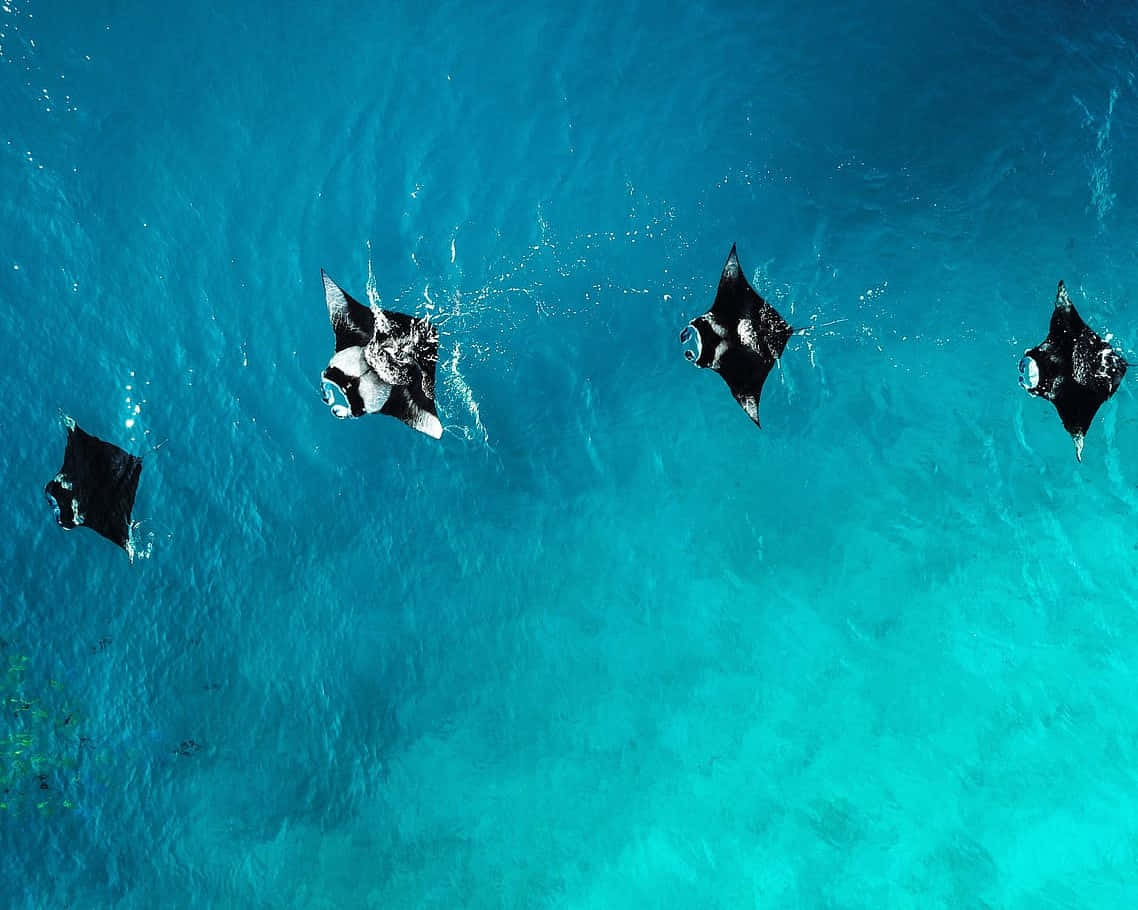 Manta Rays Gliding Over Reef Background