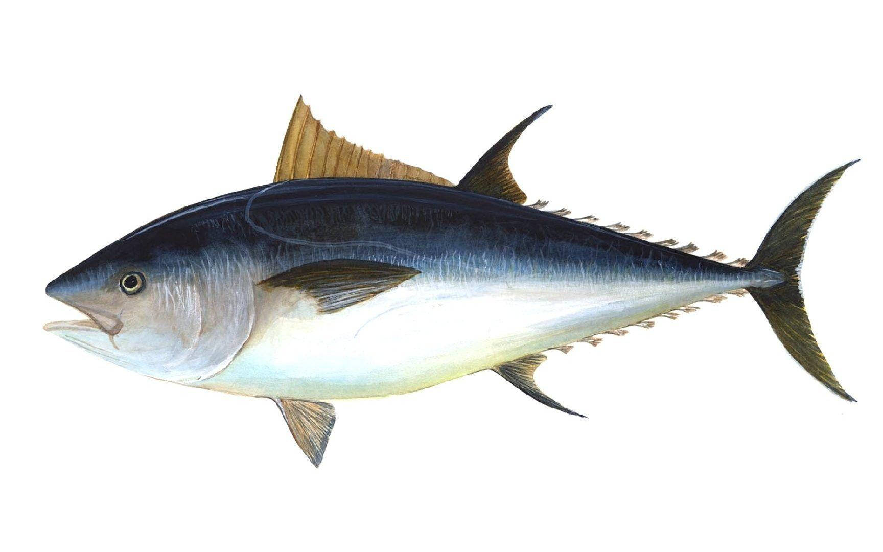 Manual Drawing Tuna