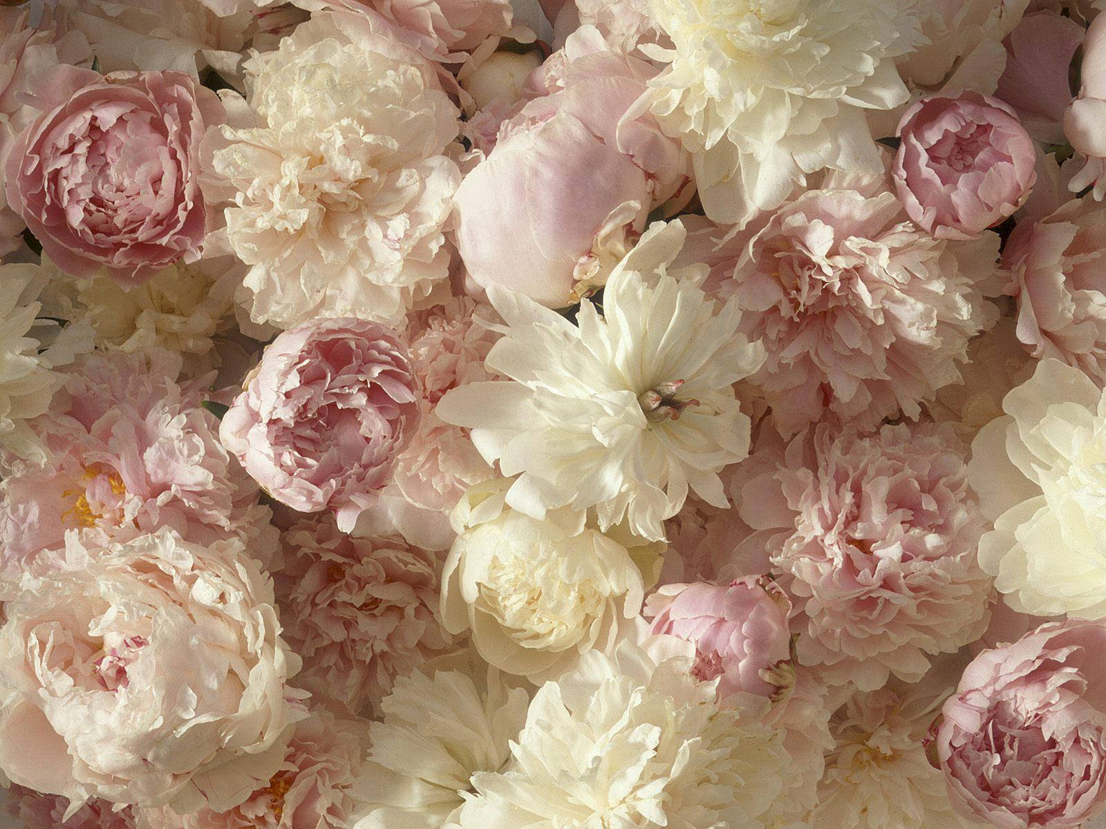 Many Soft Peony Flowers Background