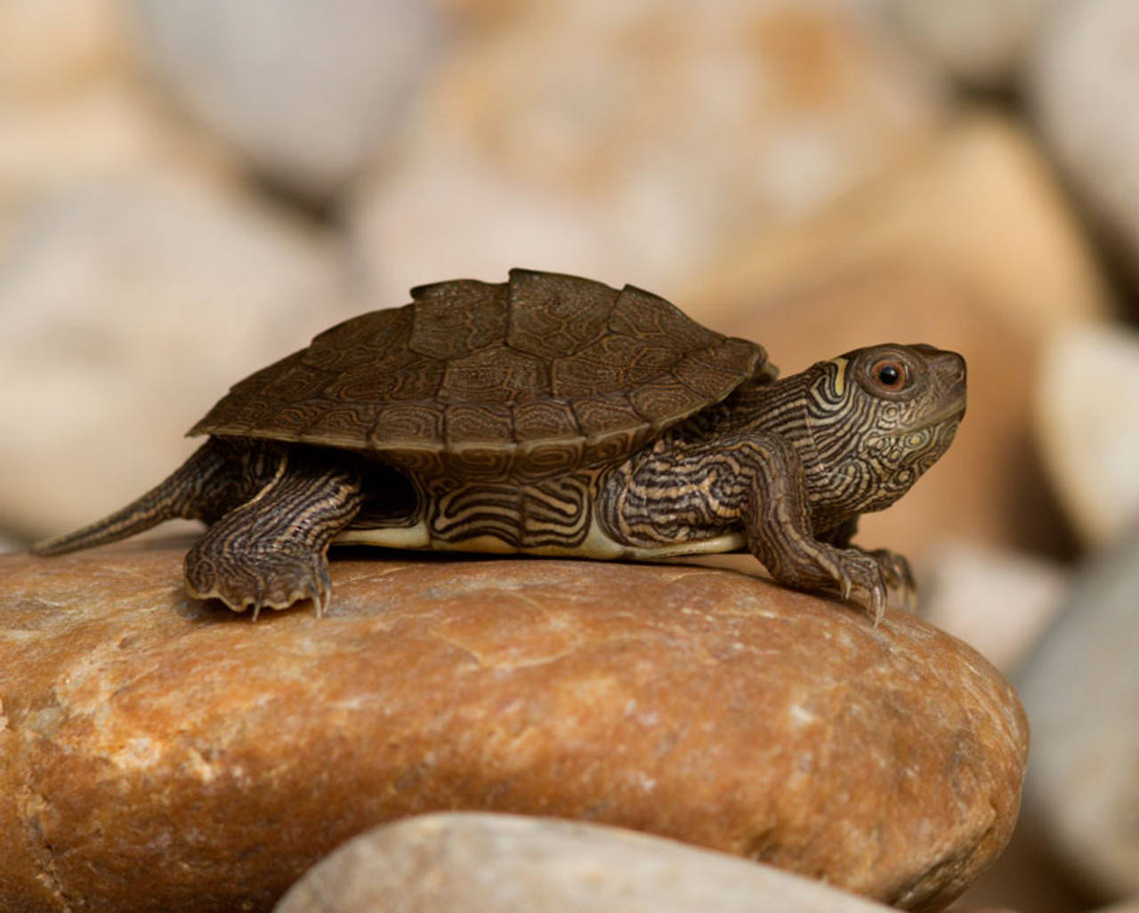 Map Turtle On Top Of Orange Rock Background