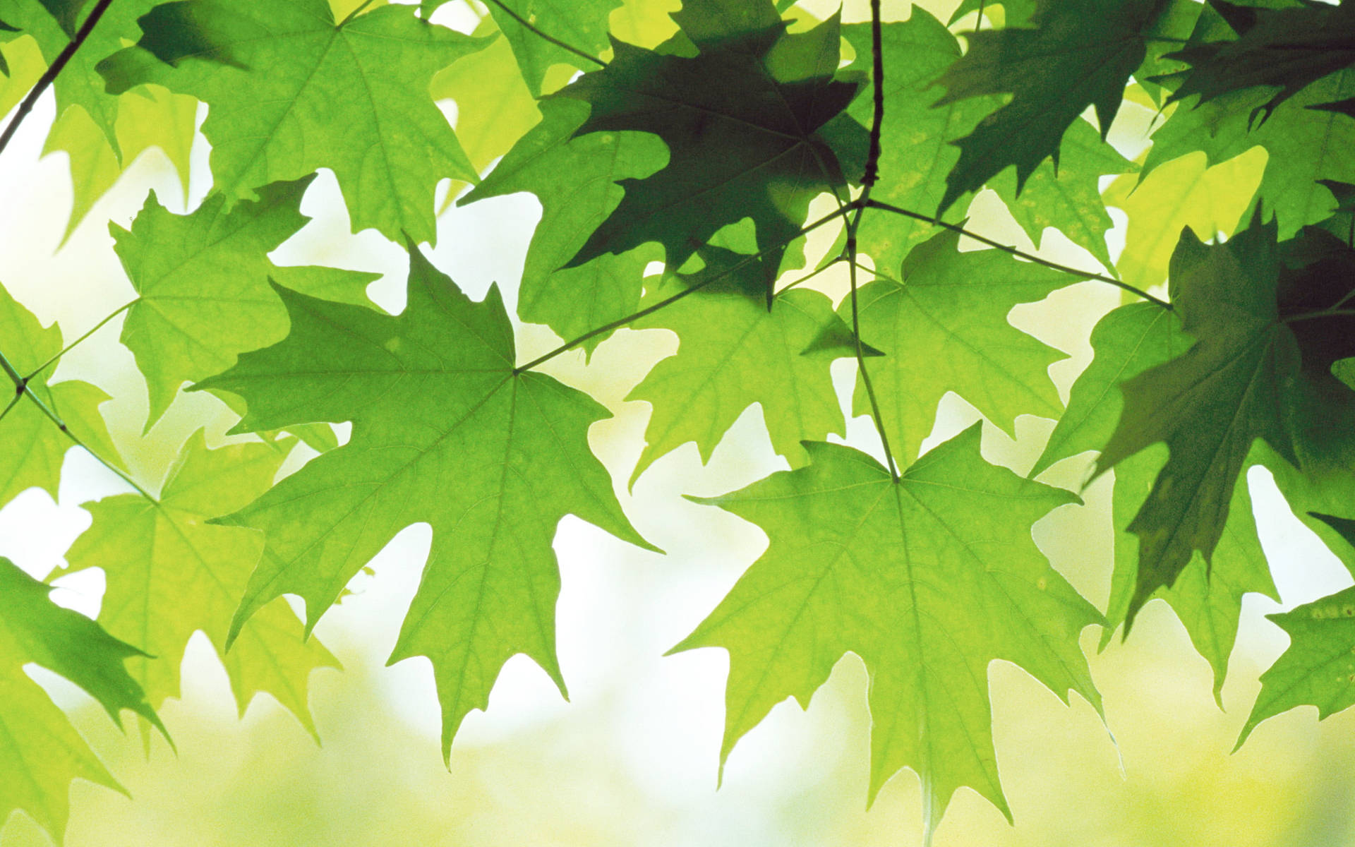 Maple Green Leaves Background