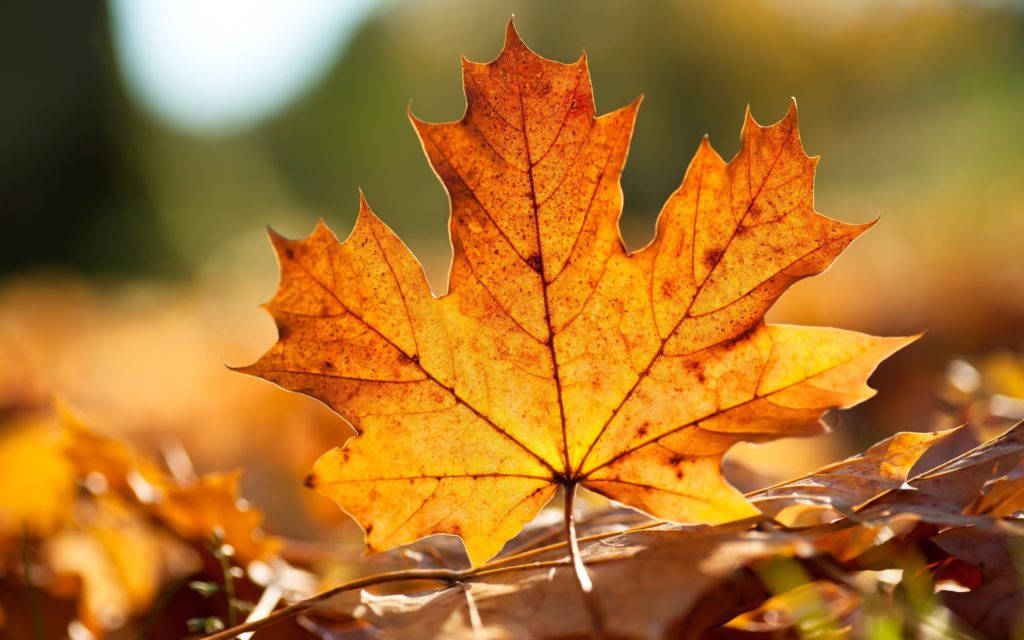 Maple Leaf Best Autumn