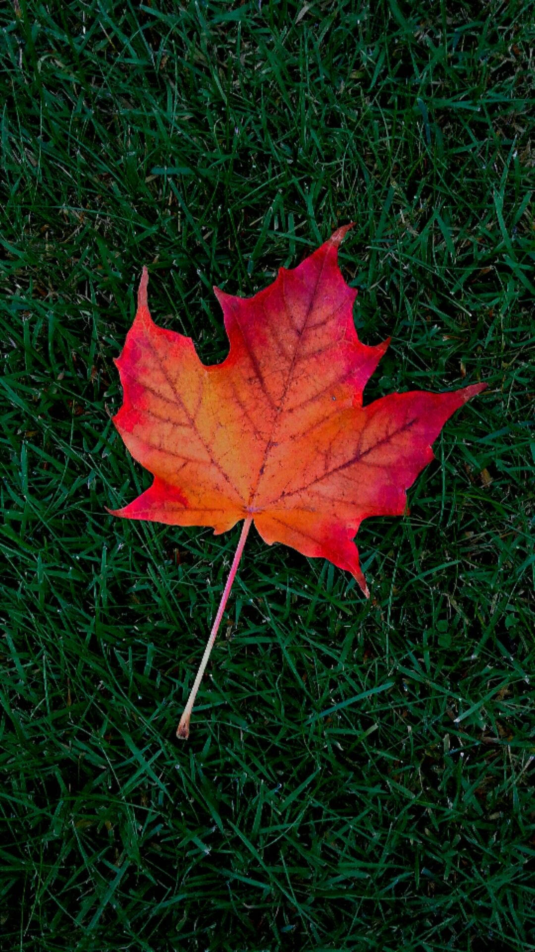 Maple Leaf On Grass Fall Iphone Background