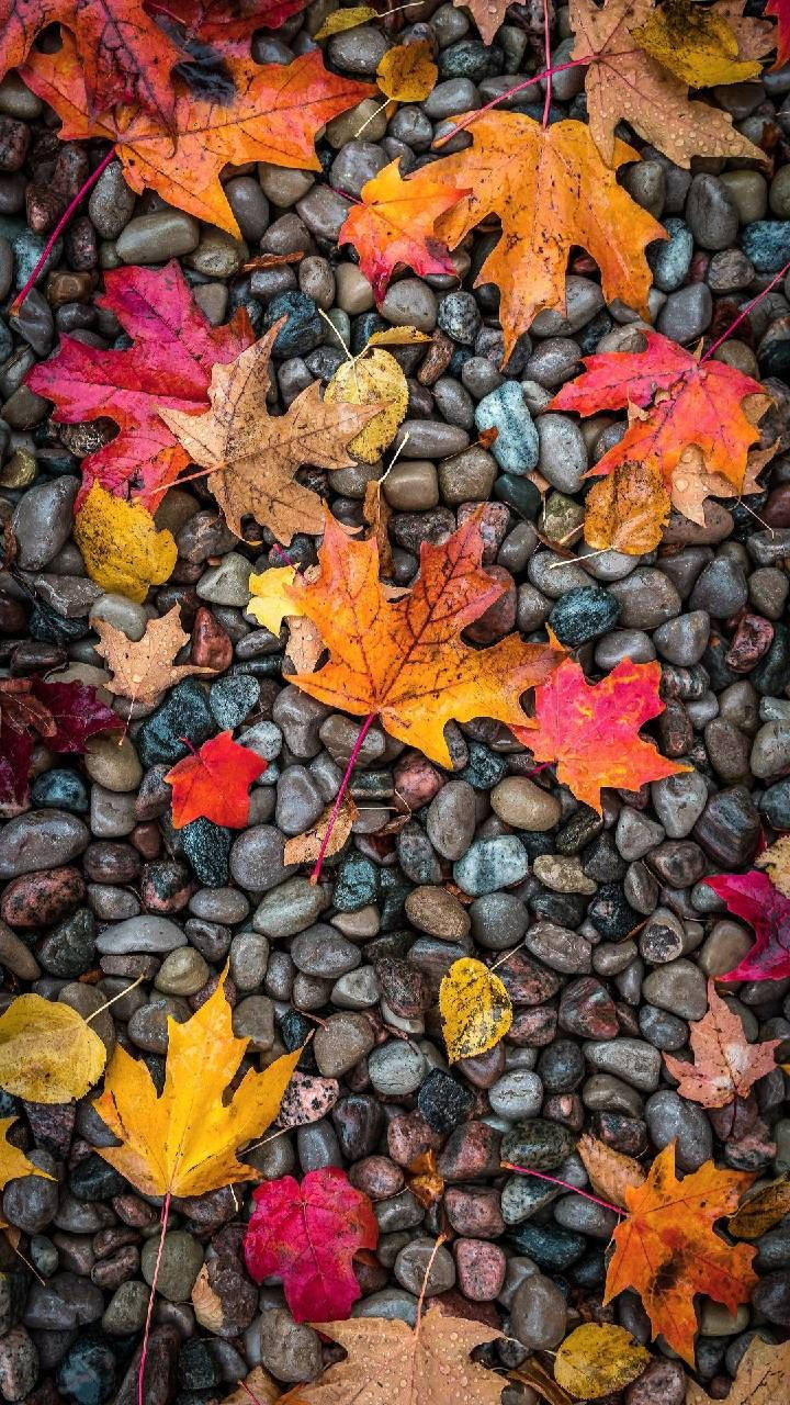Maple Leaves And Pebbles Autumn Phone Background