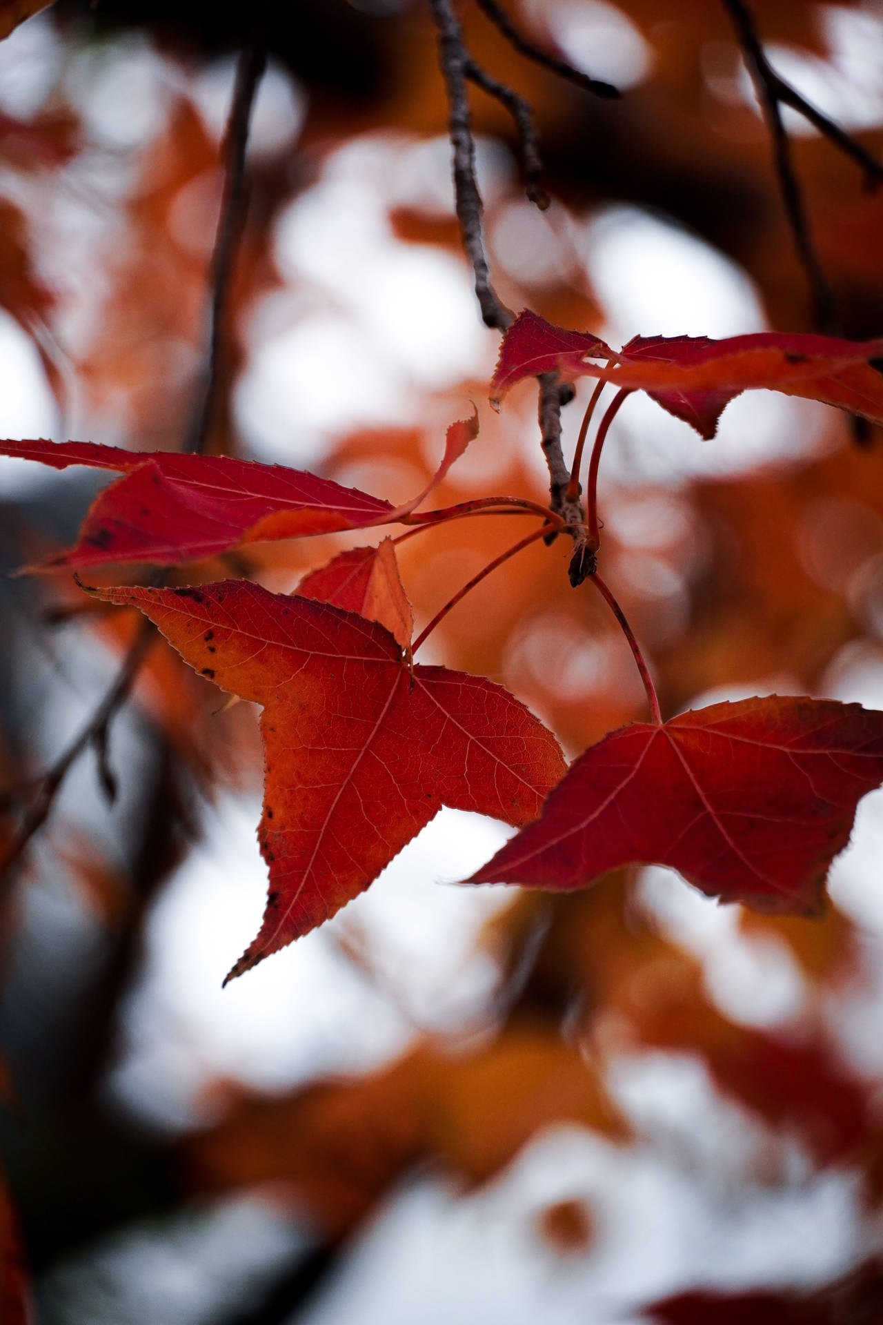 Maple Leaves Autumn Phone Background