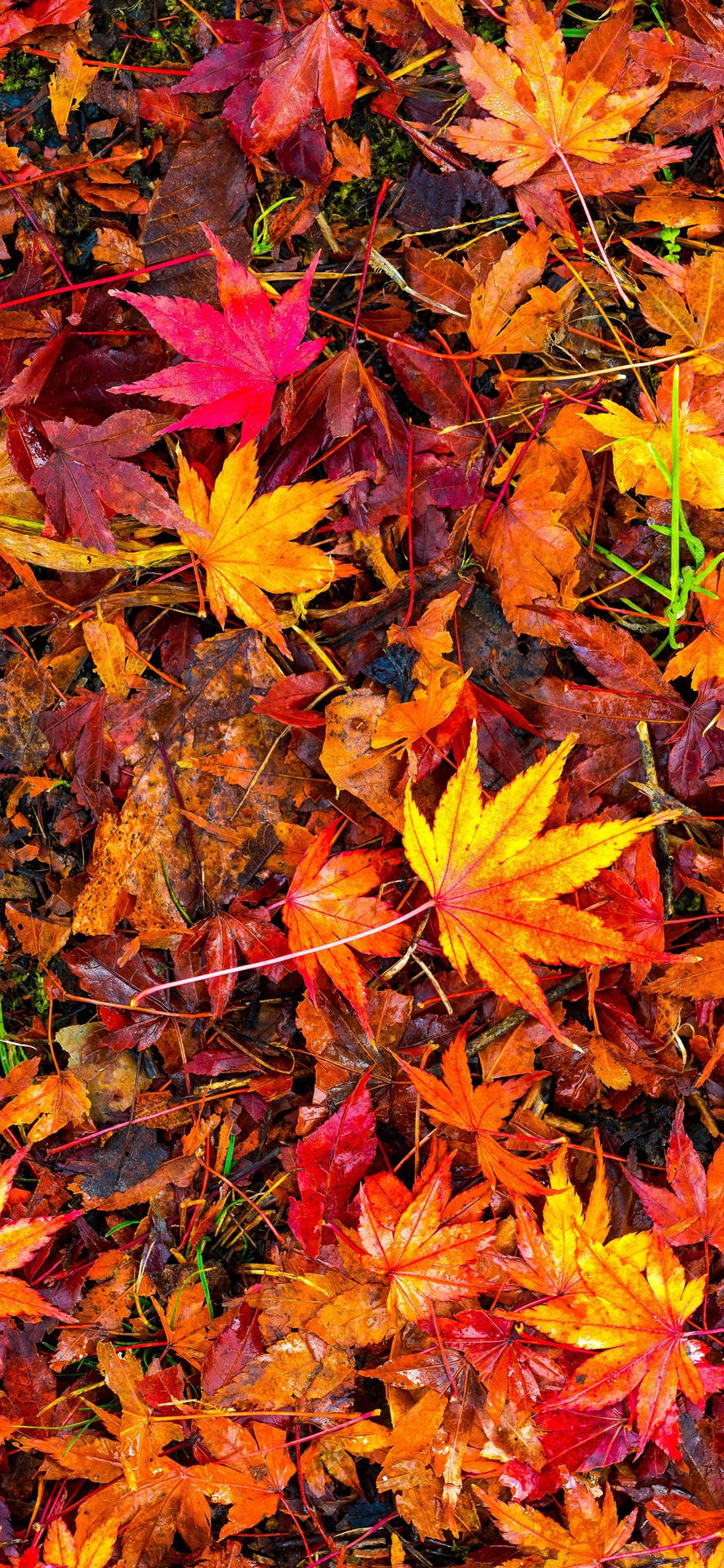Maple Leaves Fall Iphone Background