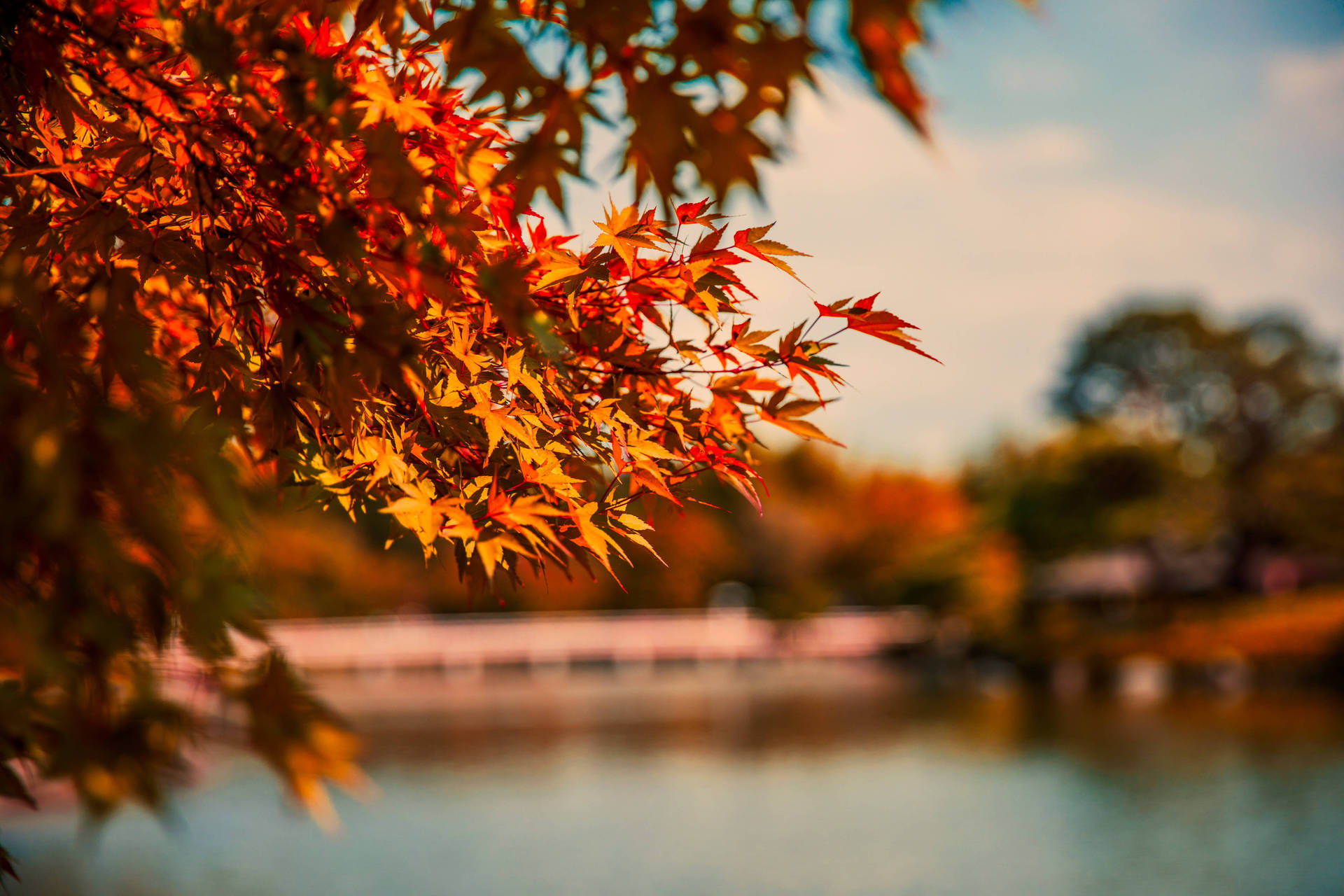 Maple Leaves In Cute Fall Aesthetic Background