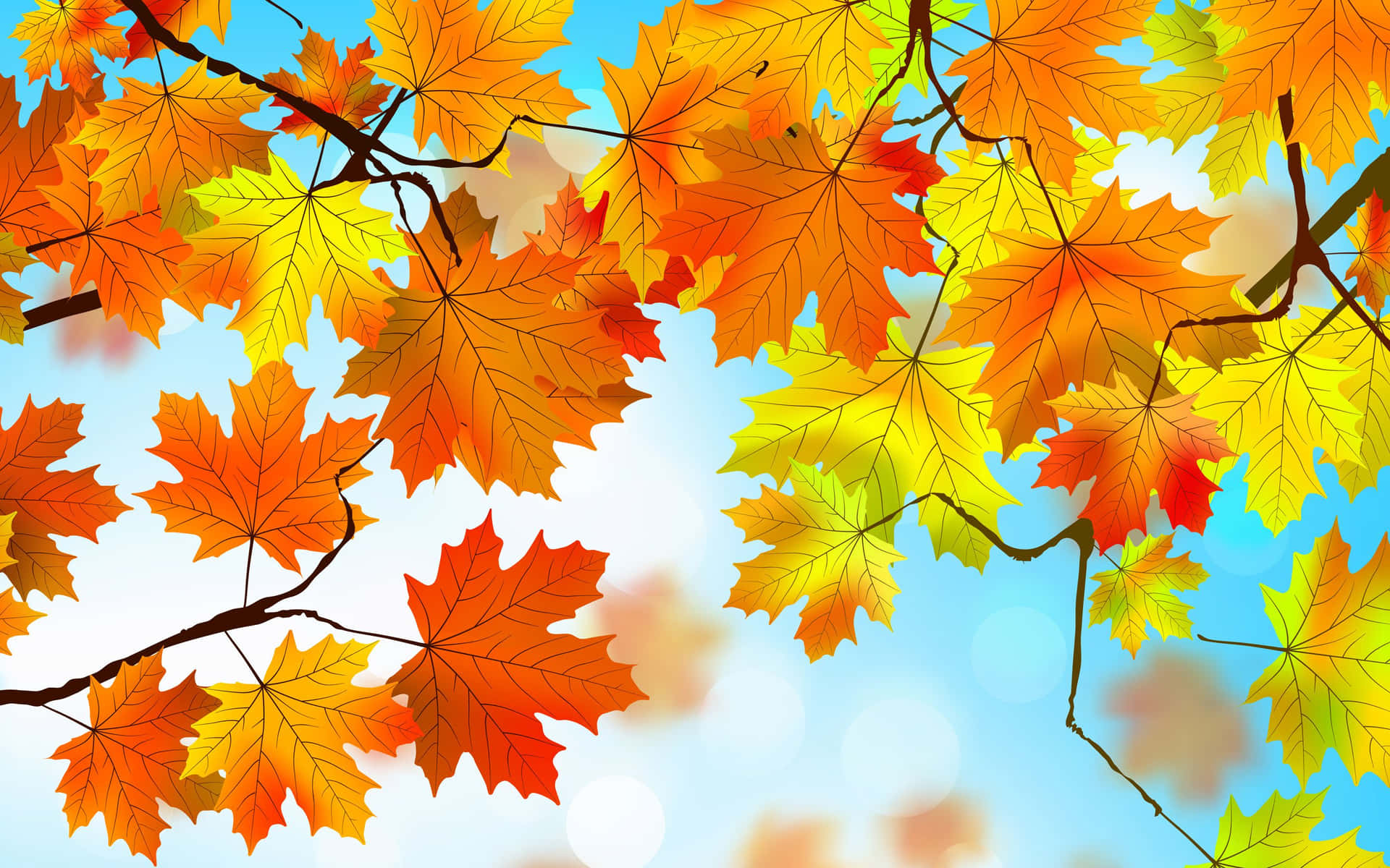 Maple Leaves In Various Stages Fall Autumn Desktop Background