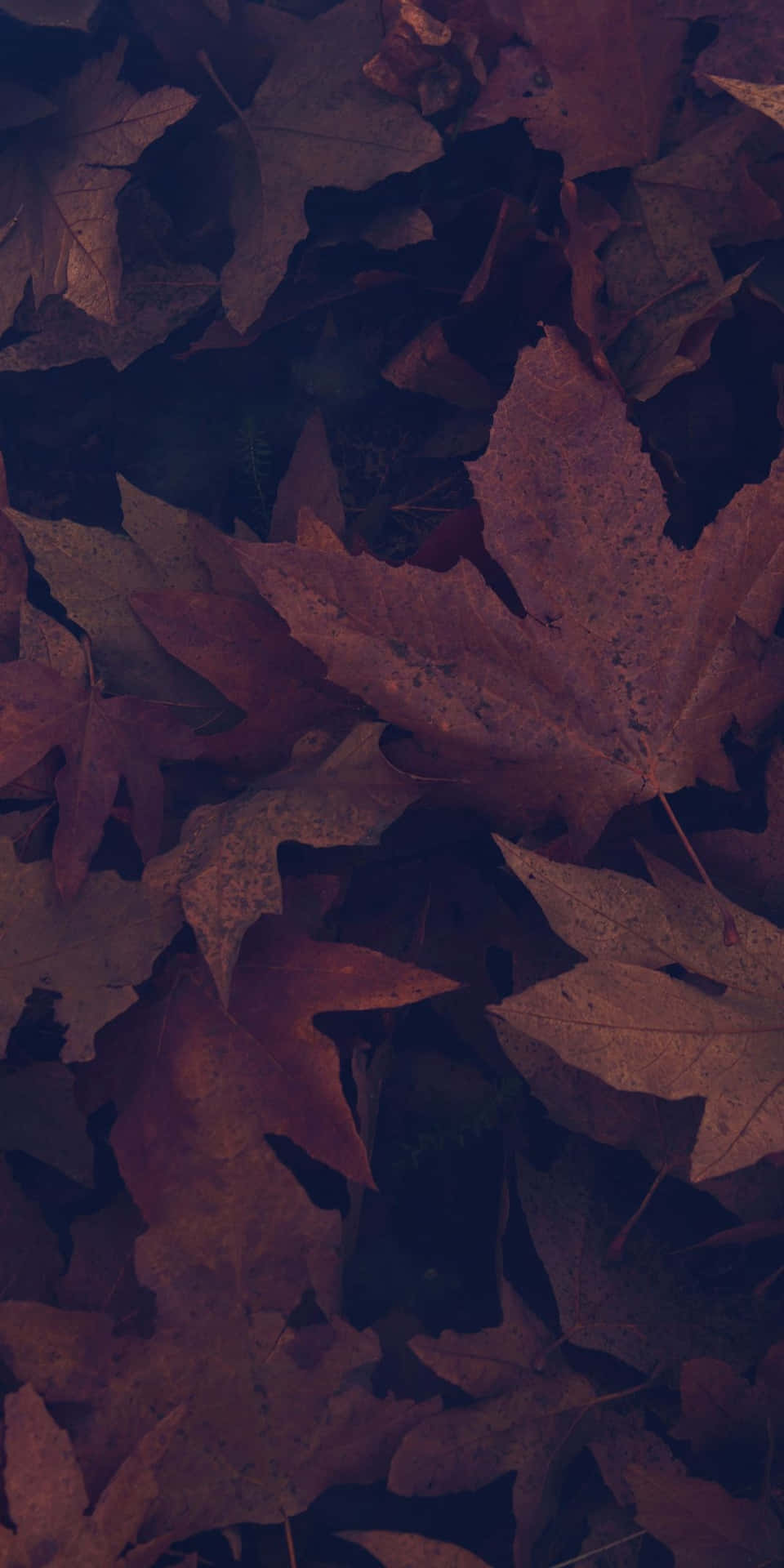 Maple Leaves With Maroon Overlay For Dark Autumn Background