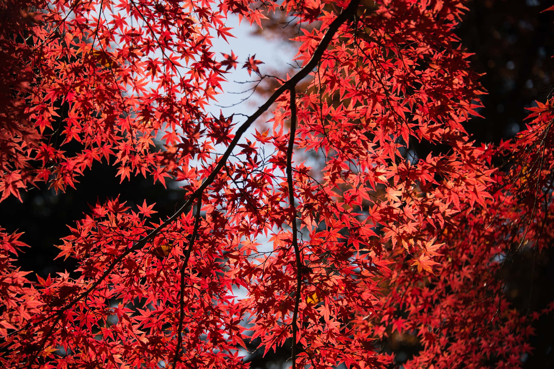 Maple Red Tree Background