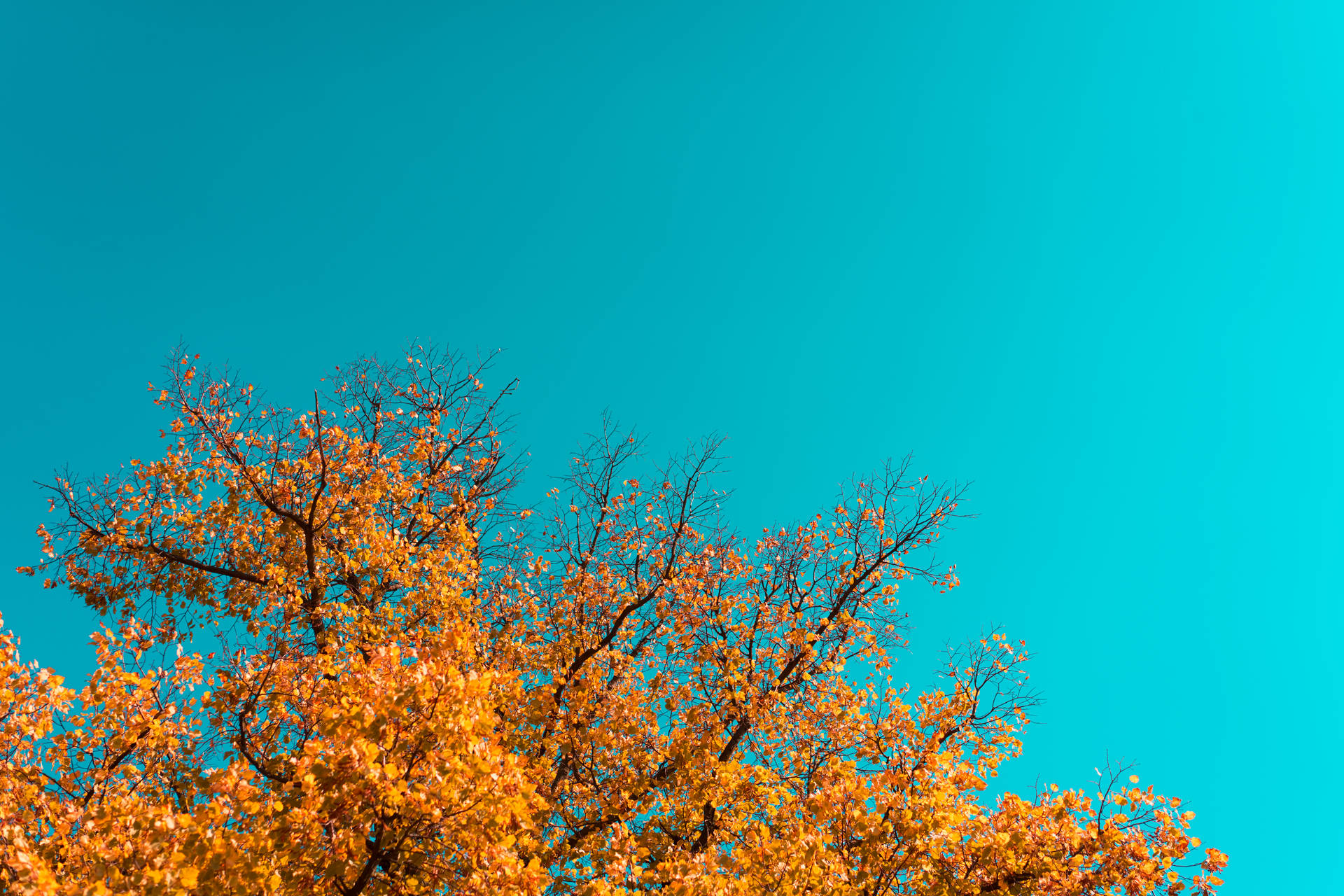 Maple Tree Beautiful Autumn Desktop Background