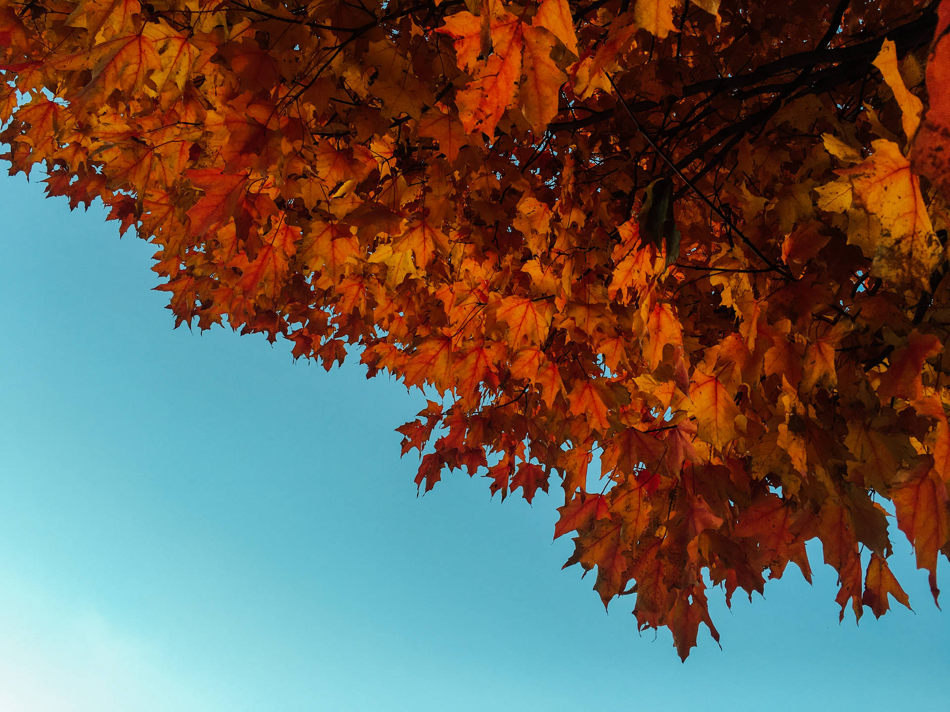 Maple Tree During Fall Background
