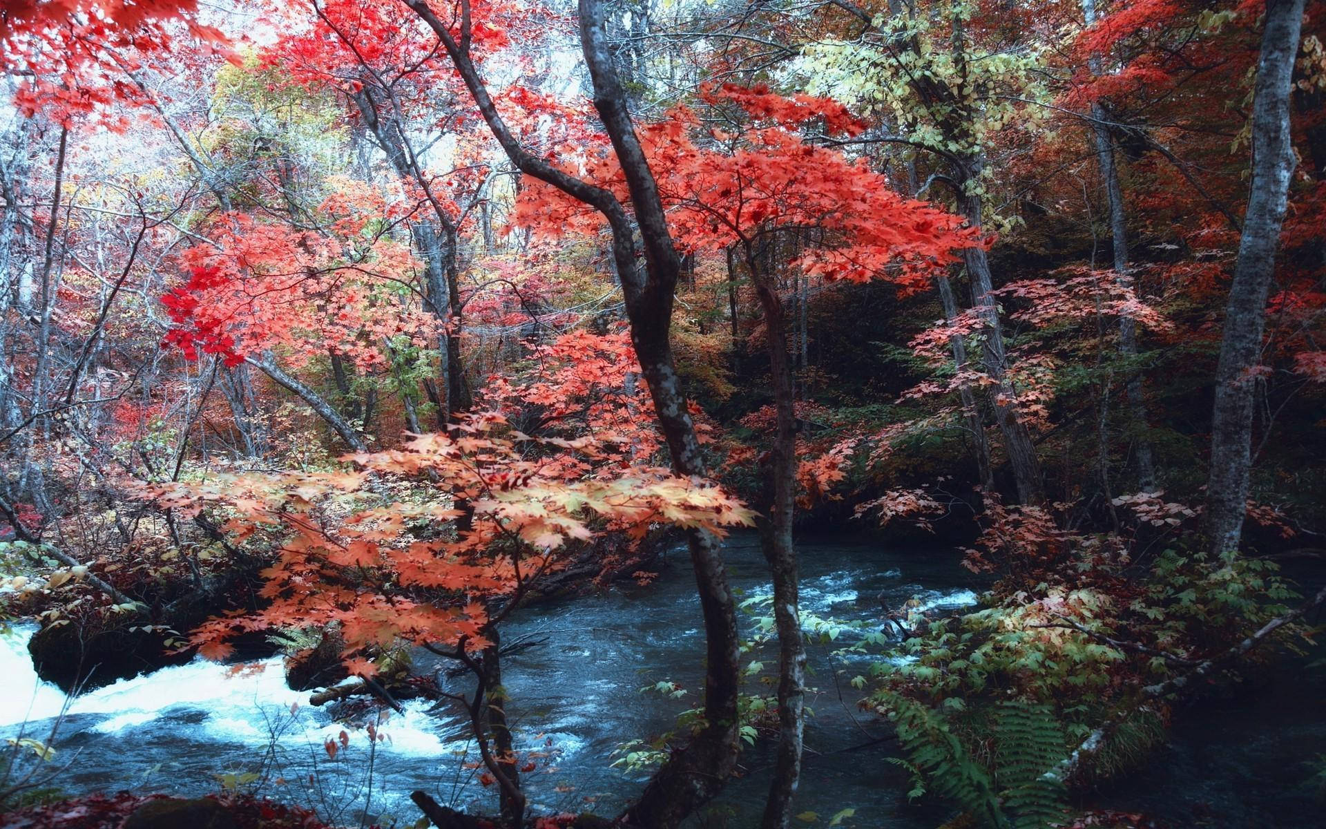 Maple Tree Forest Background Background