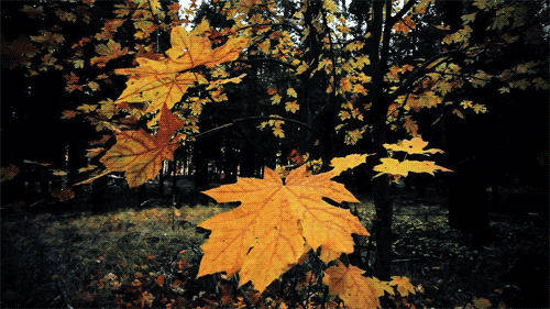 Maple Trees Beautiful Autumn Desktop Background
