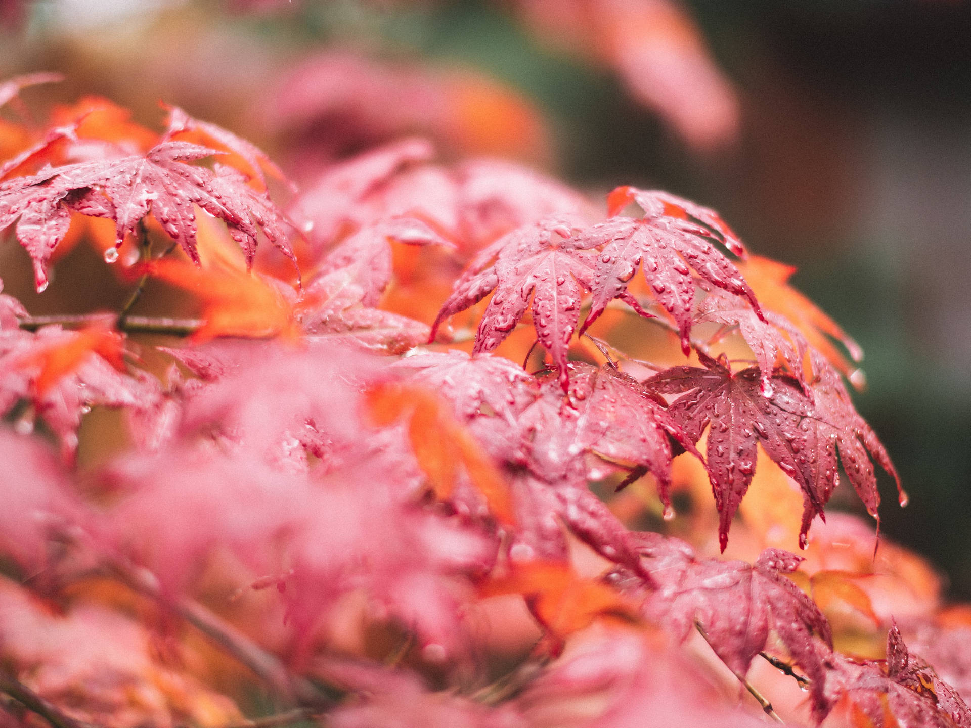 Maples Leaves After Rain Background