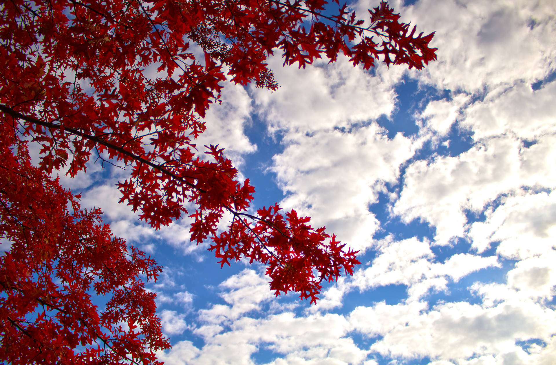 Maples Leaves Against Blue Sky Background