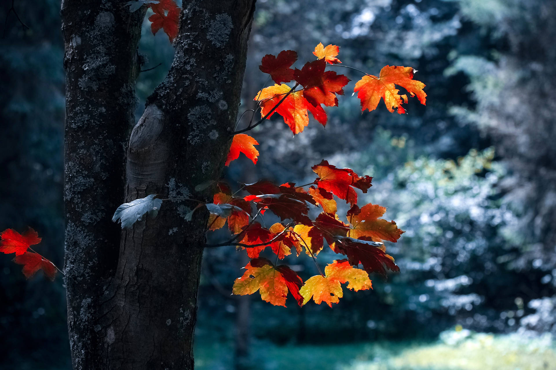 Maples Leaves And Sneakers