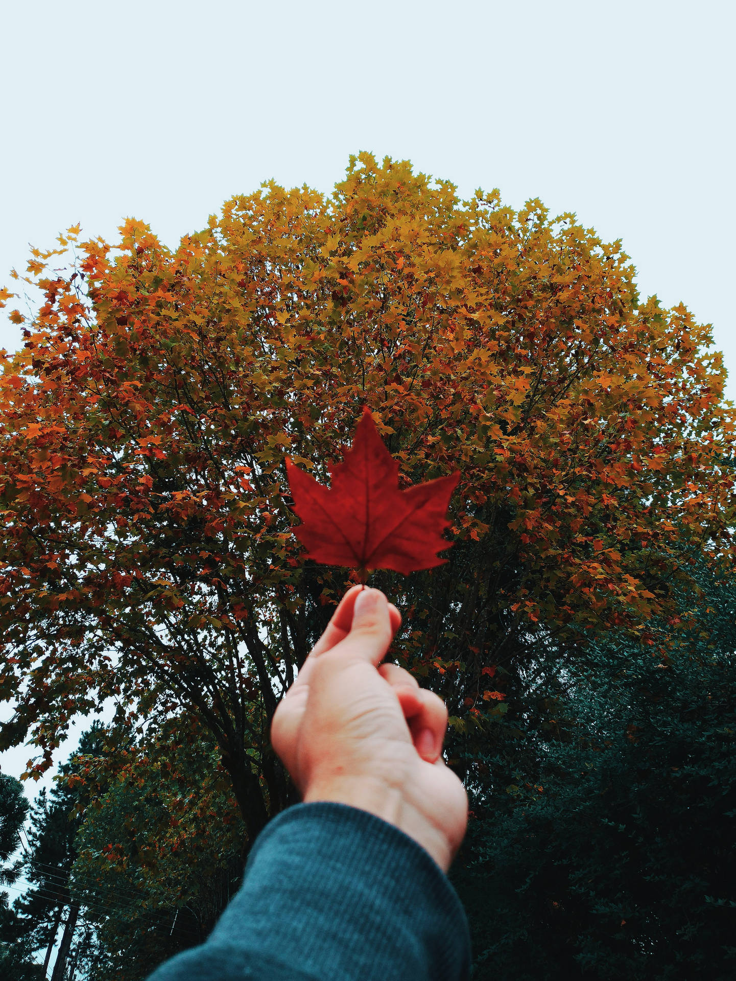 Maples Leaves In Hand Background