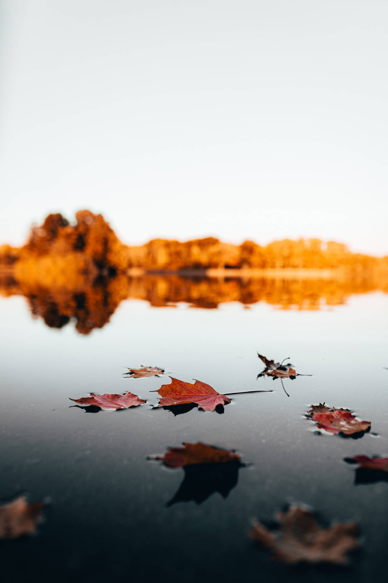 Maples Leaves In Lake Background