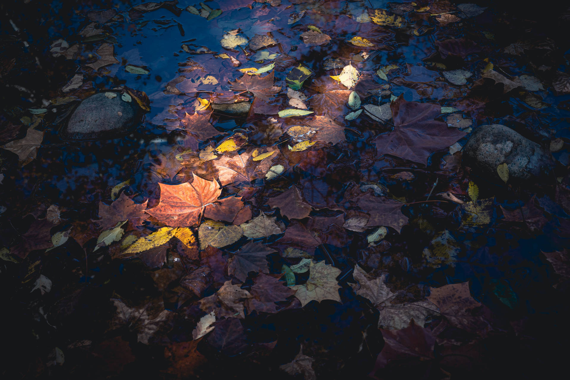 Maples Leaves In Puddle