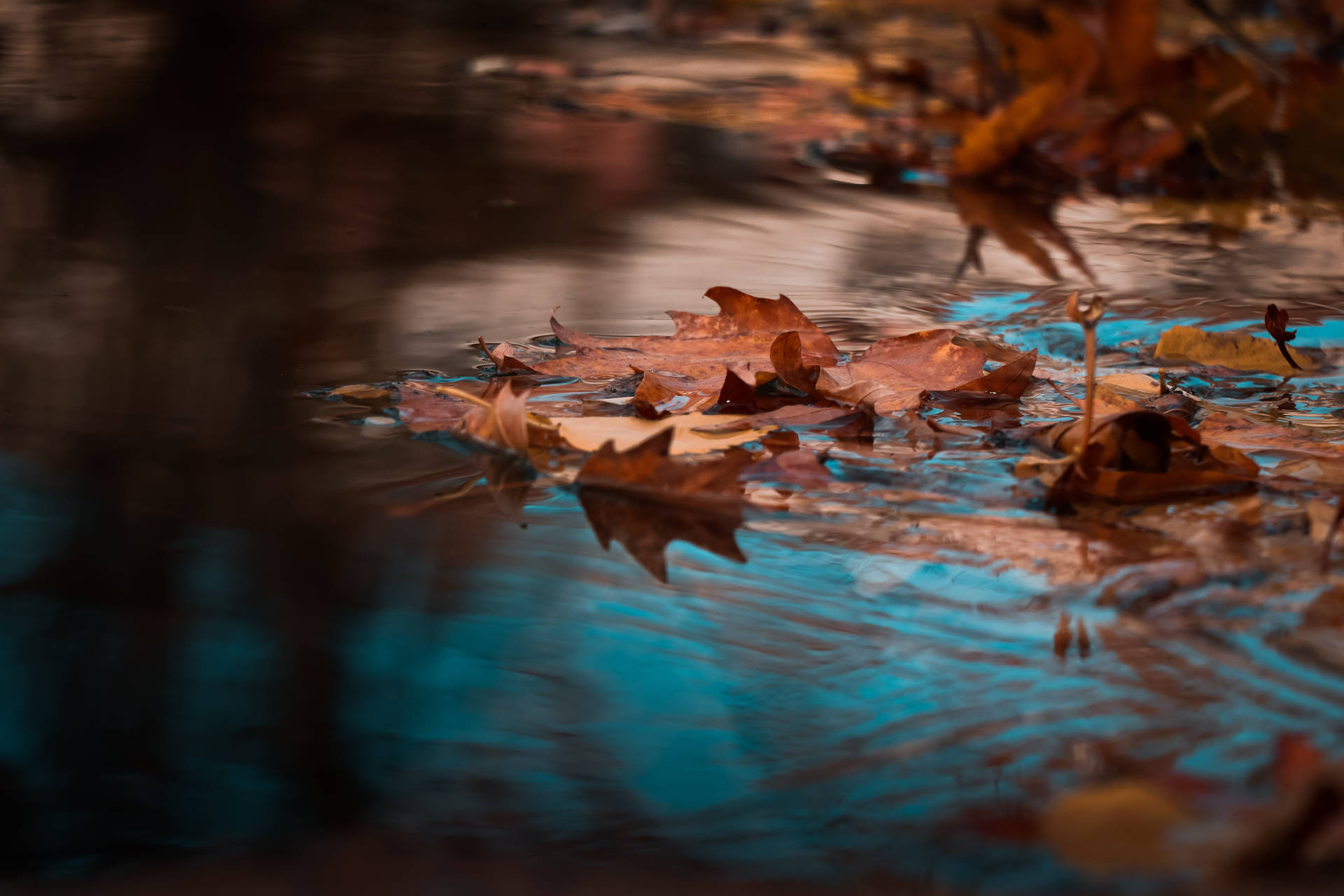 Maples Leaves In Stream