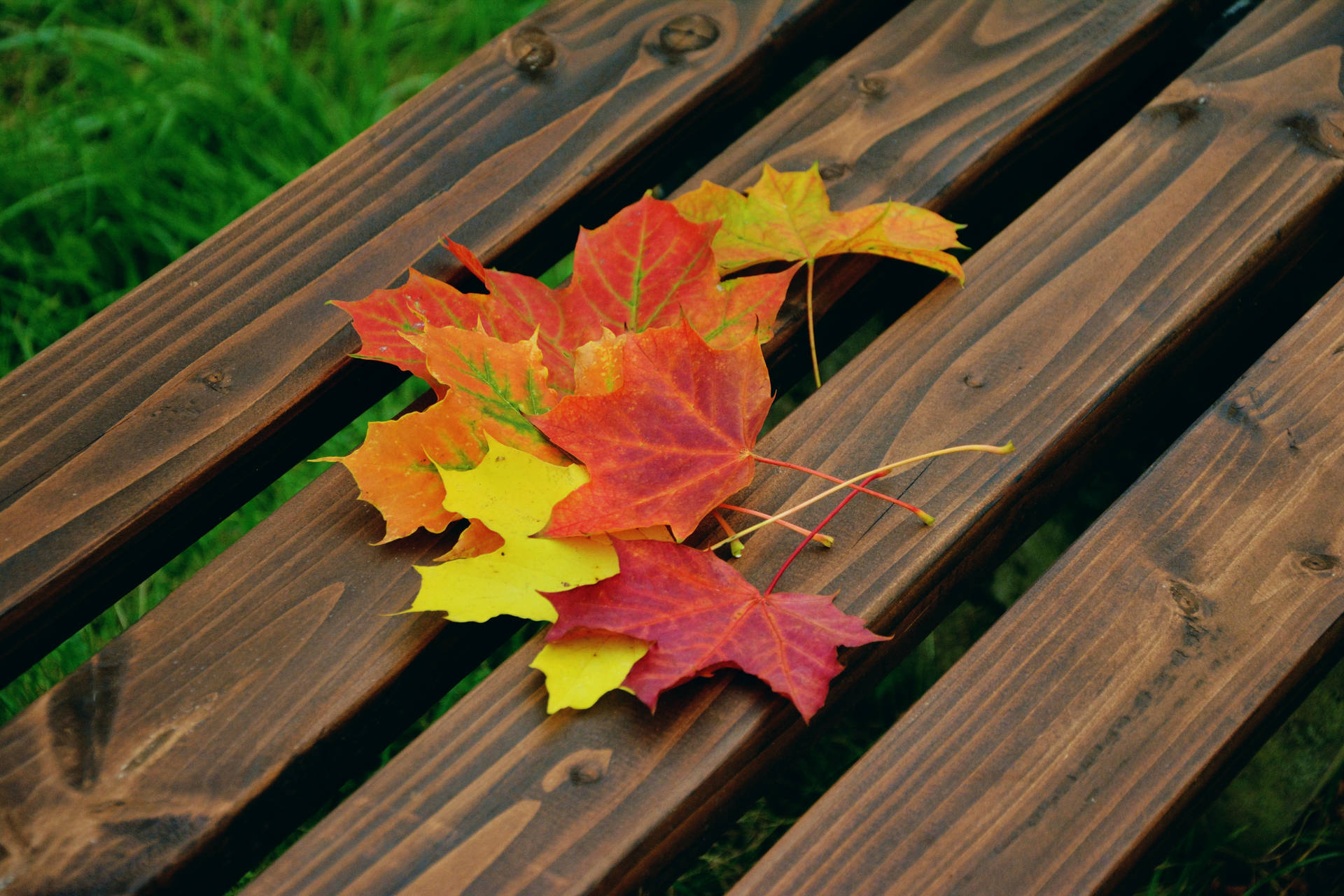 Maples Leaves On A Bench Background