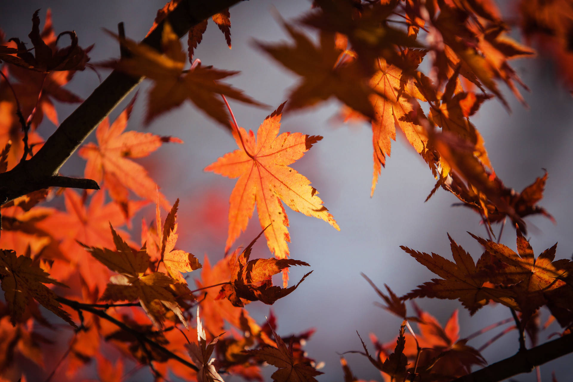 Maples Leaves On Branches