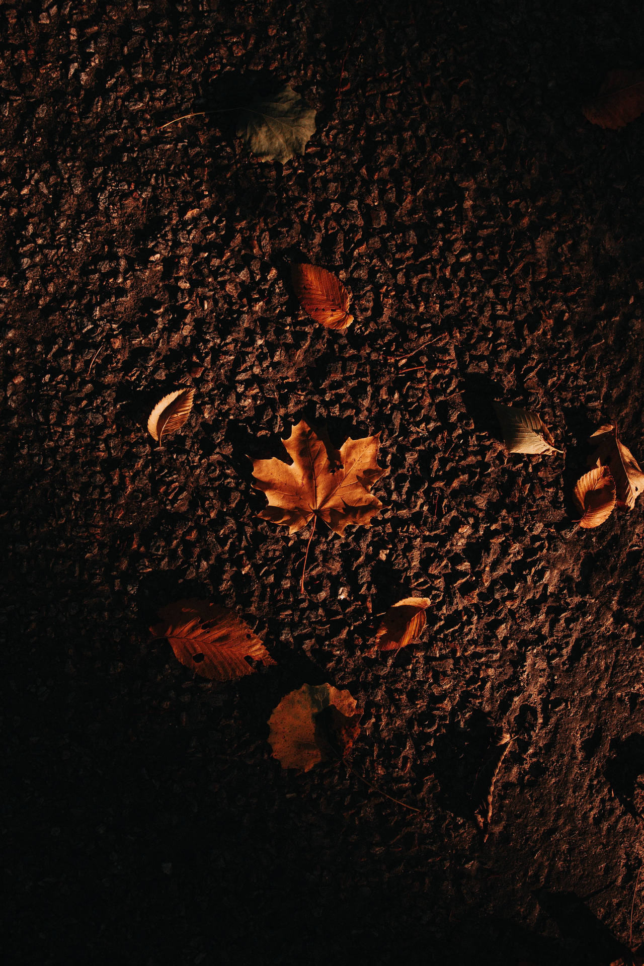 Maples Leaves On Dirt Ground Background