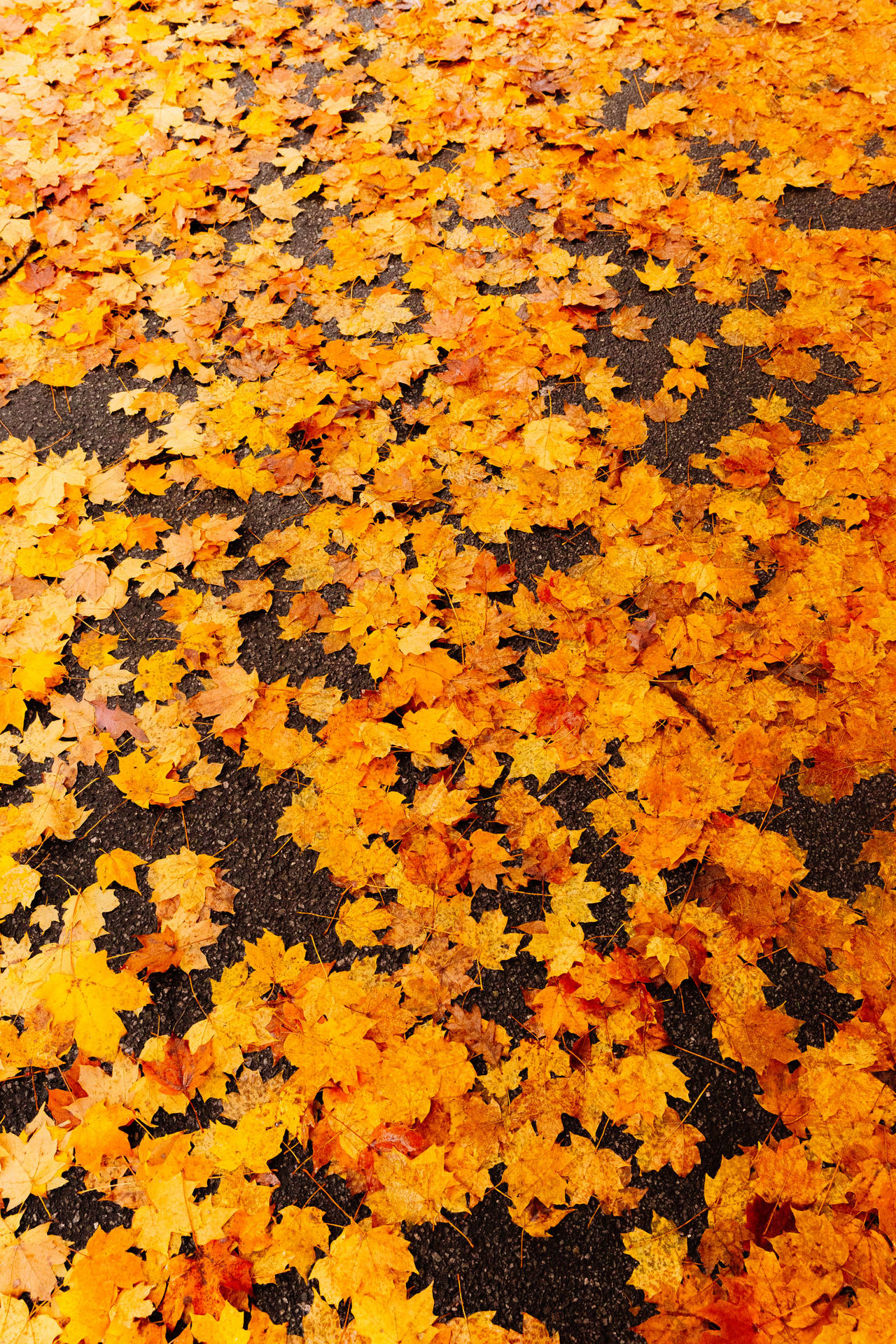 Maples Leaves On Ground