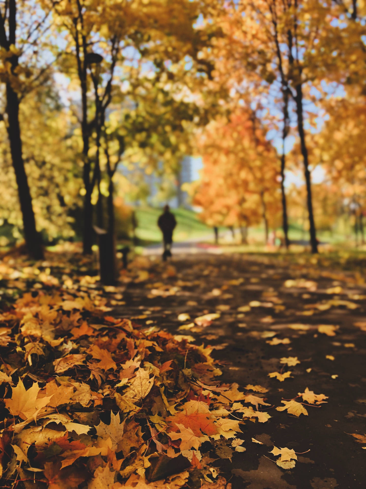 Maples Leaves On Path Background