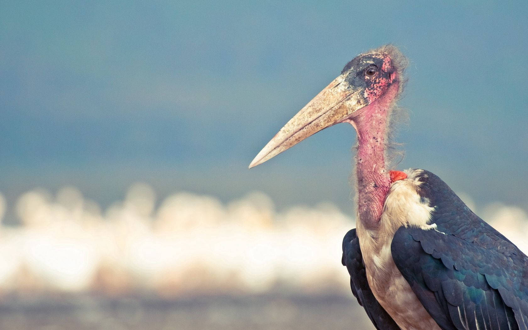 Marabou Stork Birds In Nature