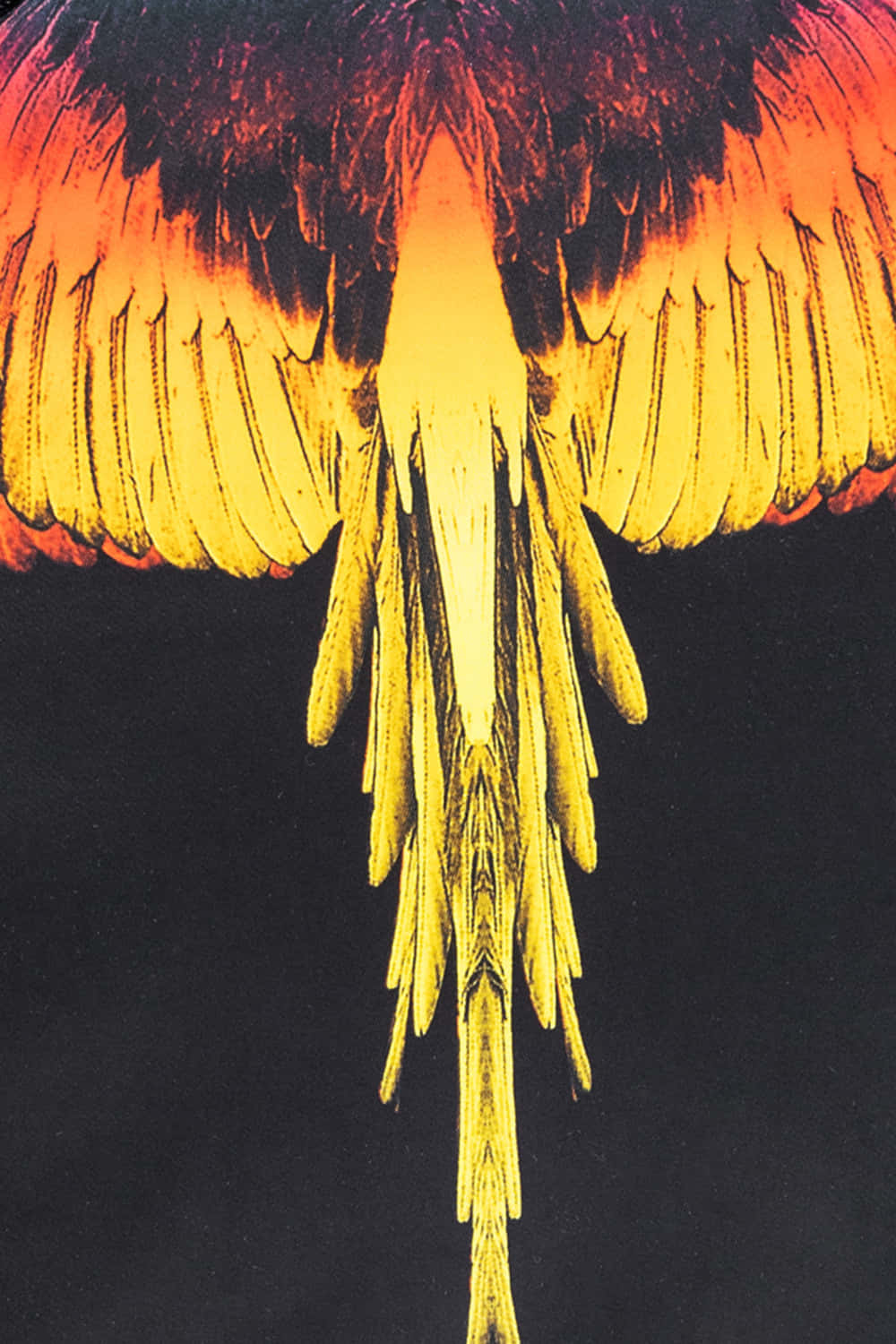 Marcelo Burlon Phoenix Wings Background