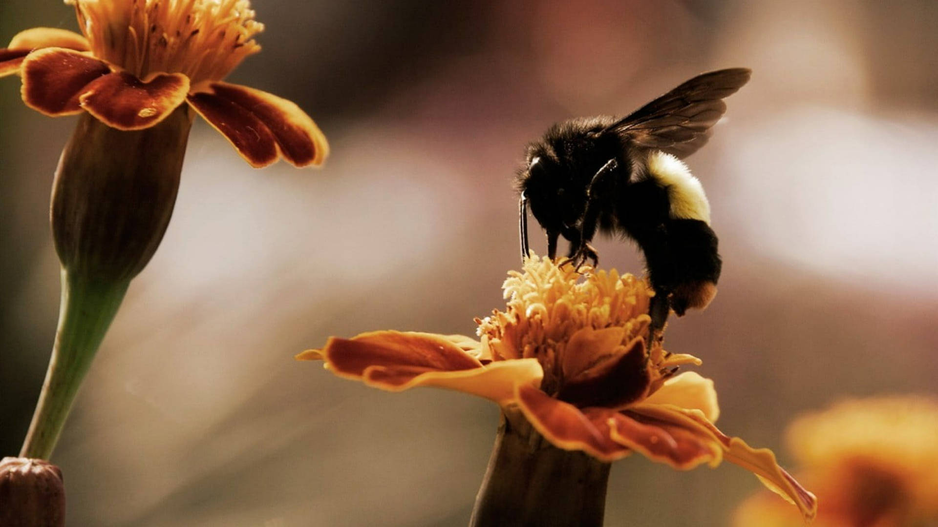 Marigold And Honey Bee